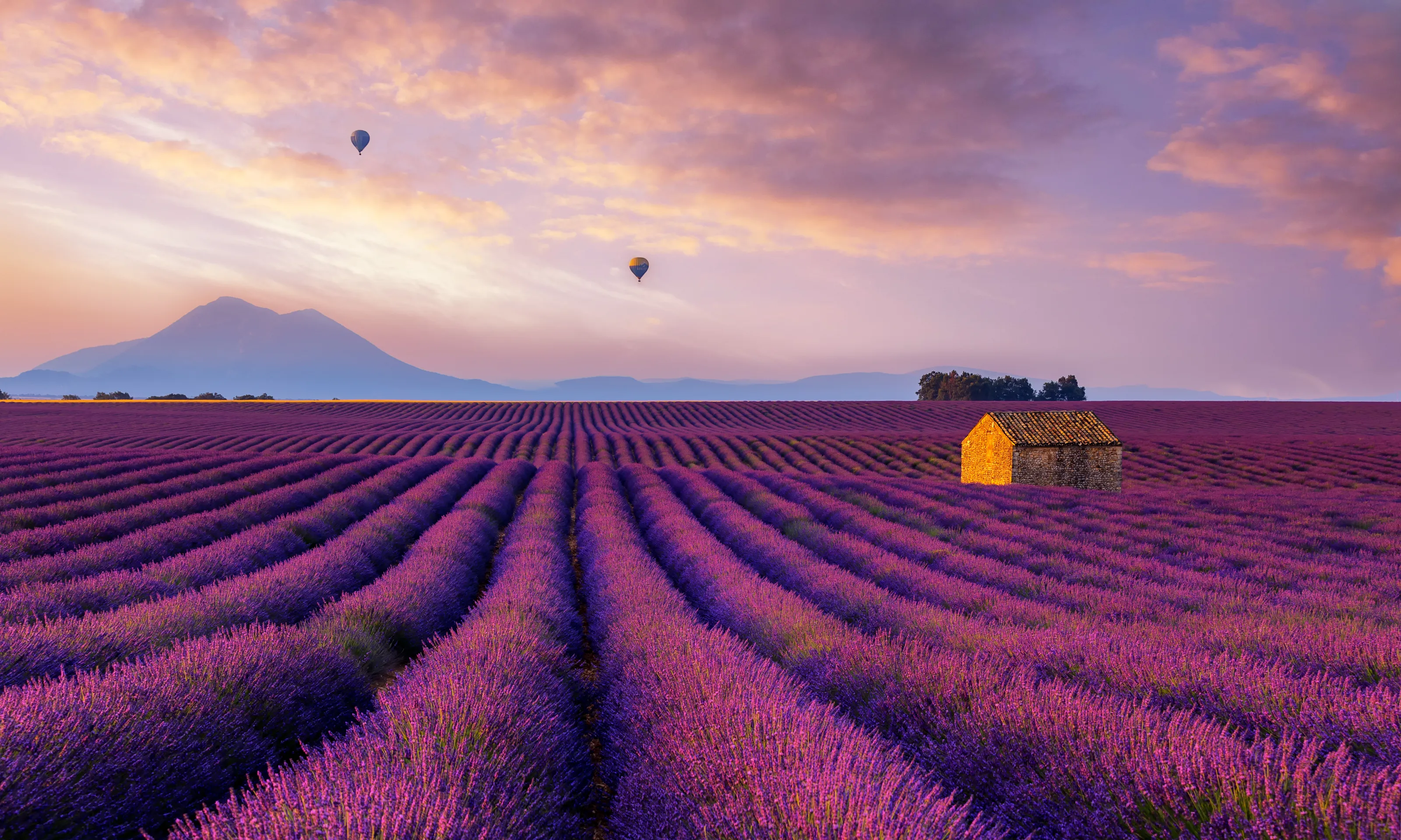 Flower-Covered Landscapes (in colour)