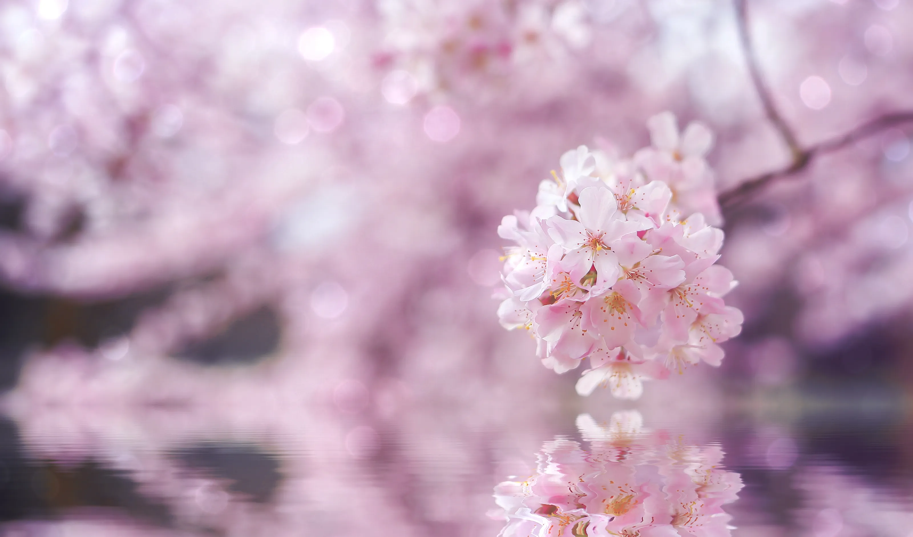 Spring colour
