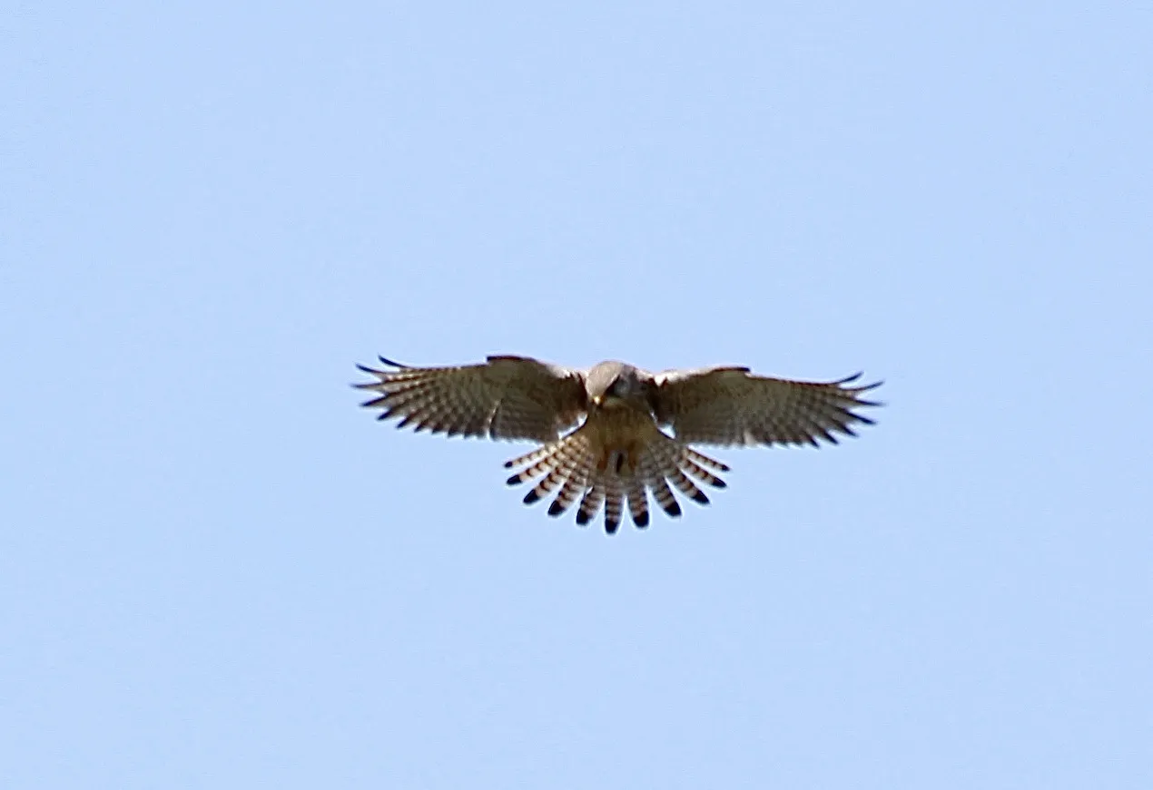 Wild Raptors in Flight
