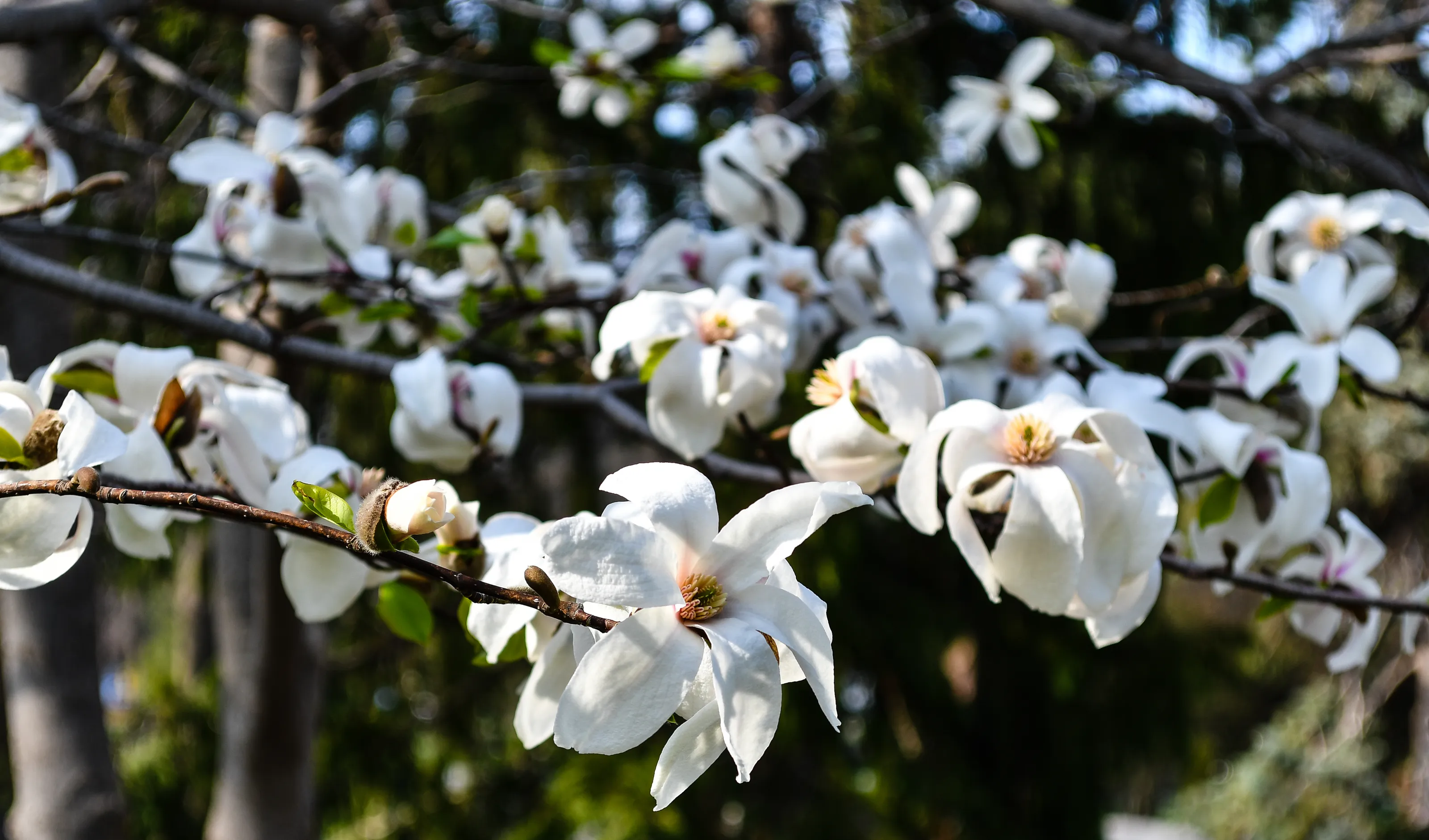 Magnificent Magnolia Plants