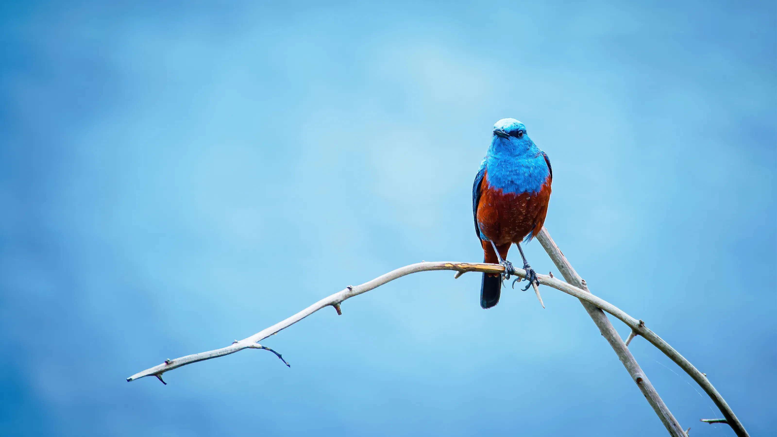 Wild Birds (in colour)