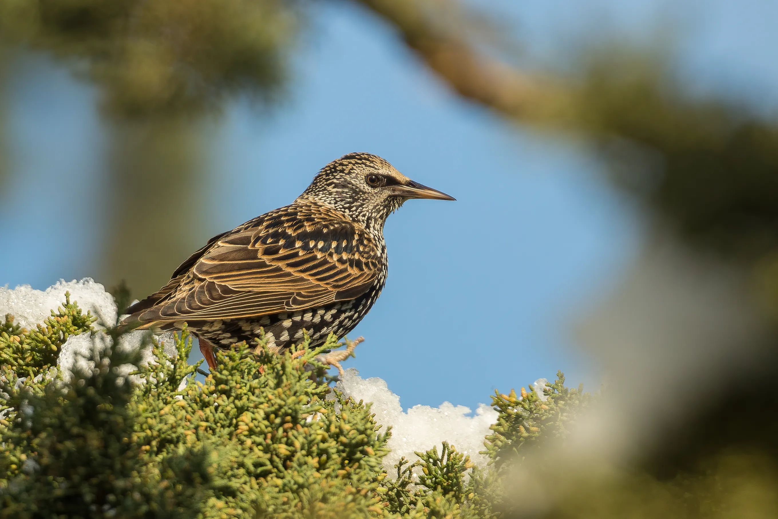 Starlings (in colour)