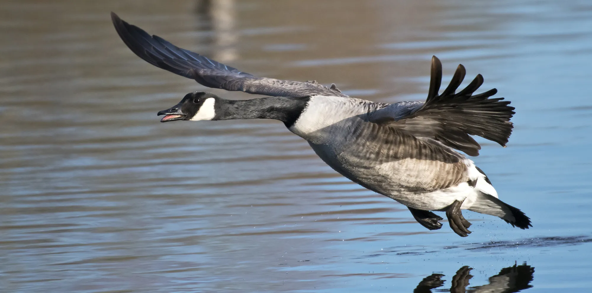 The Canada Goose