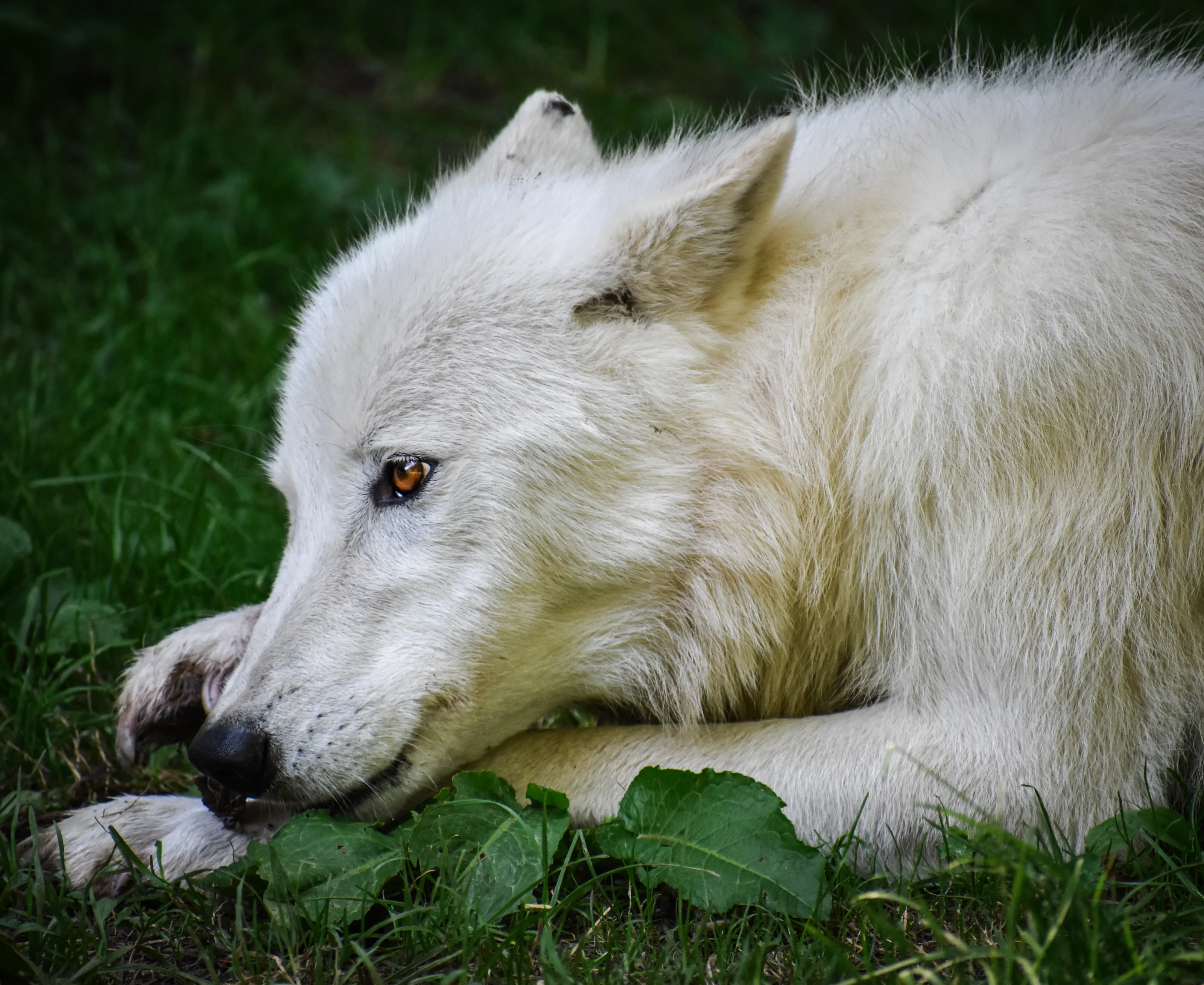 White Animals in Colour (no people)