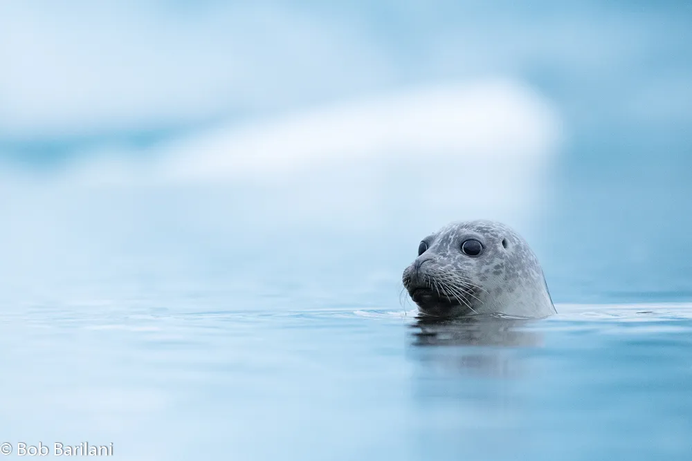 Seals in the Wild