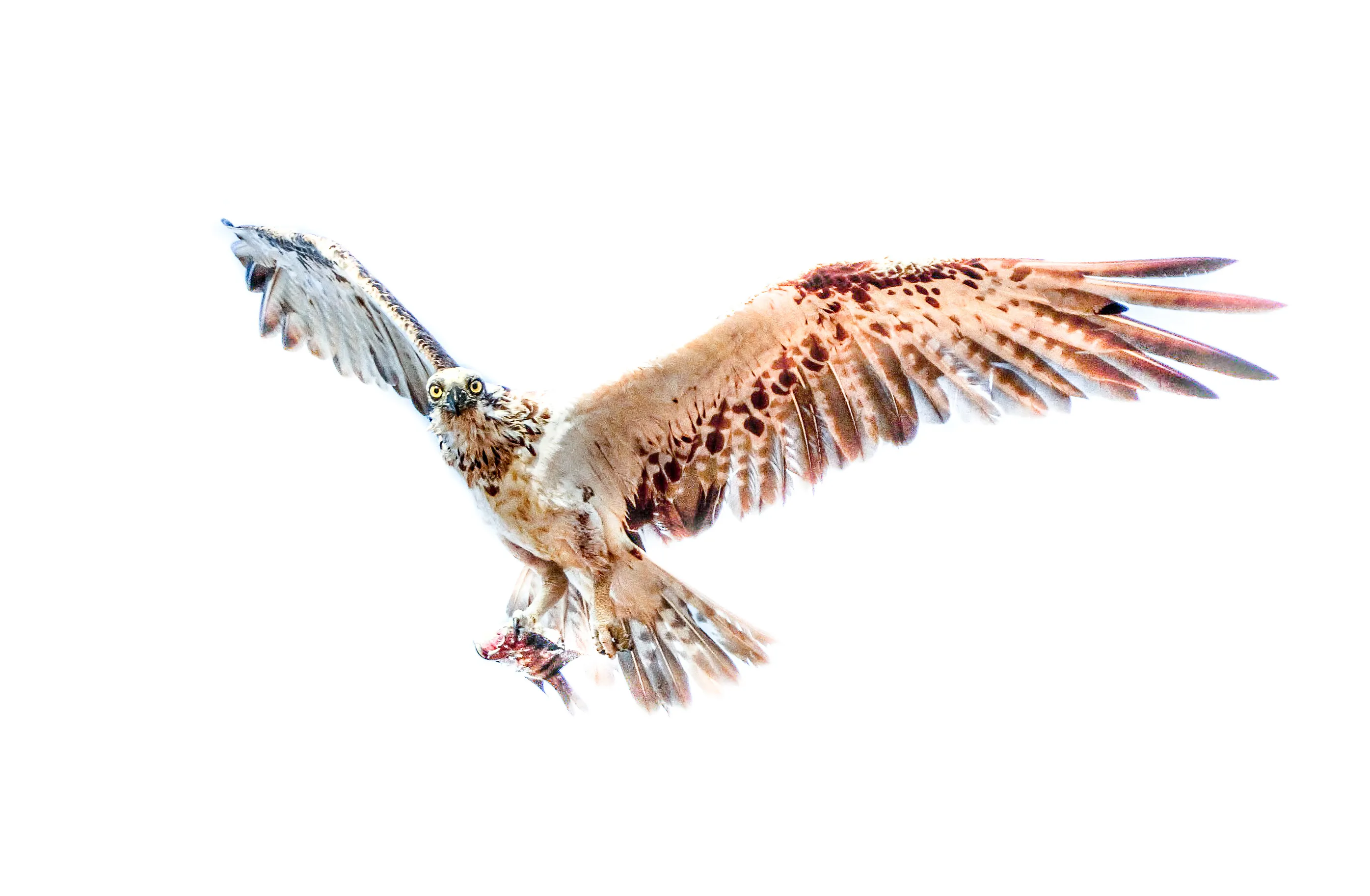 Birds in Colour with a White Background