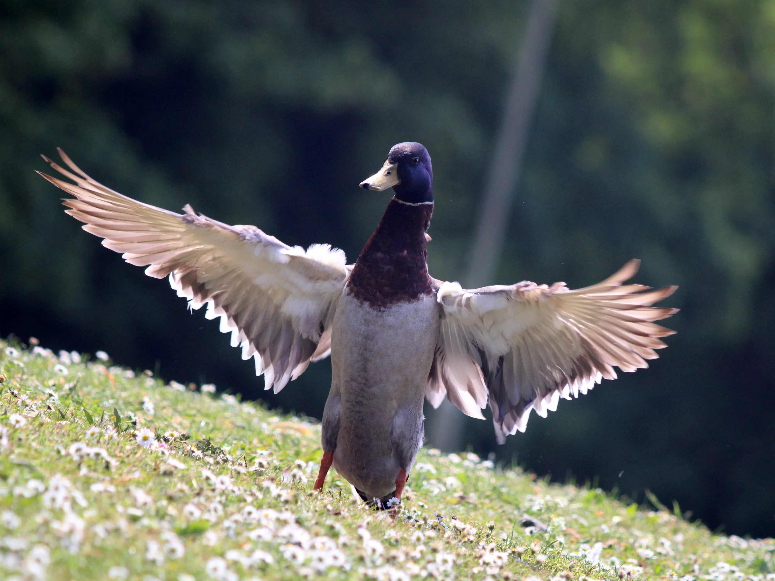 Ducks Flapping Their Wings