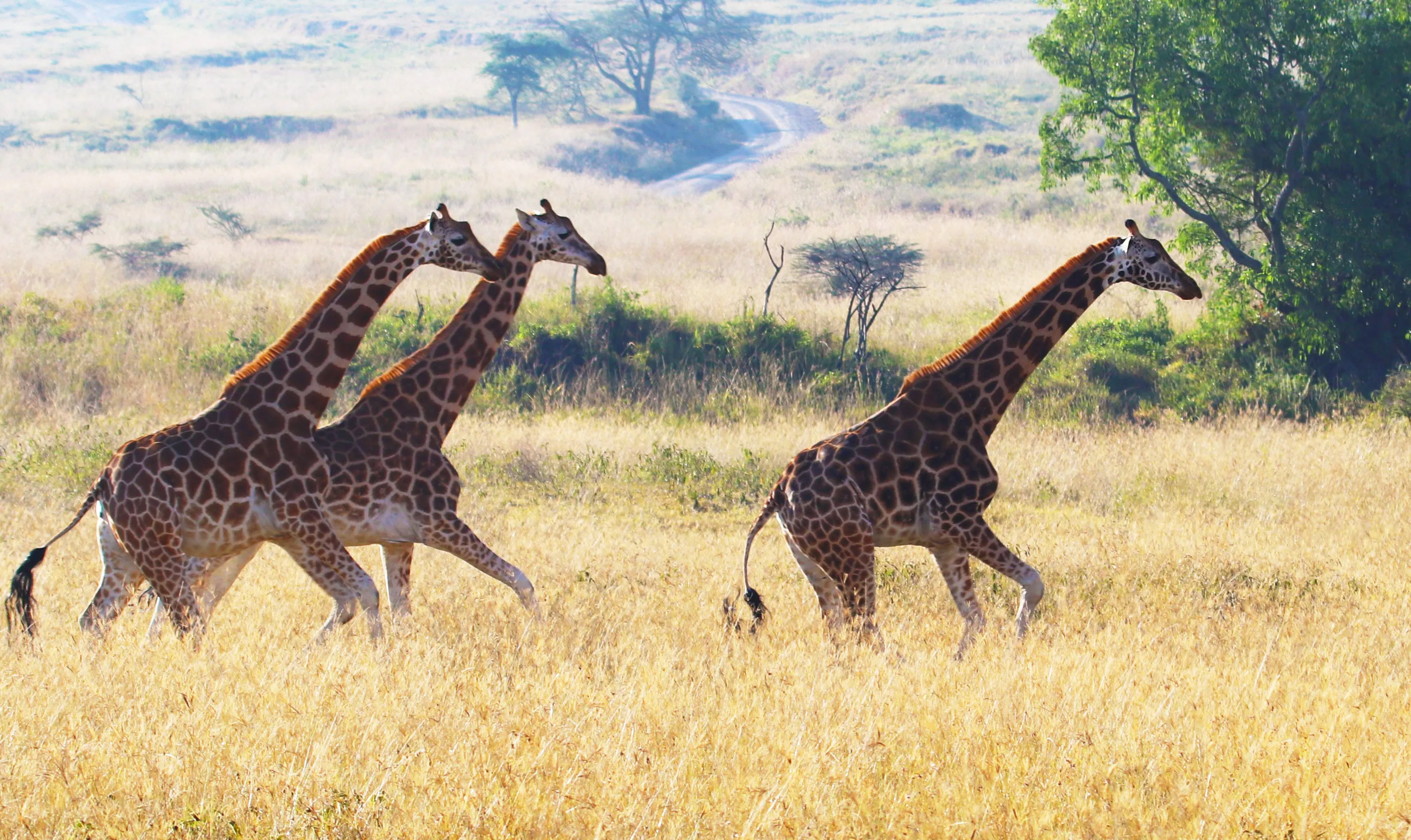 African Safari Animals