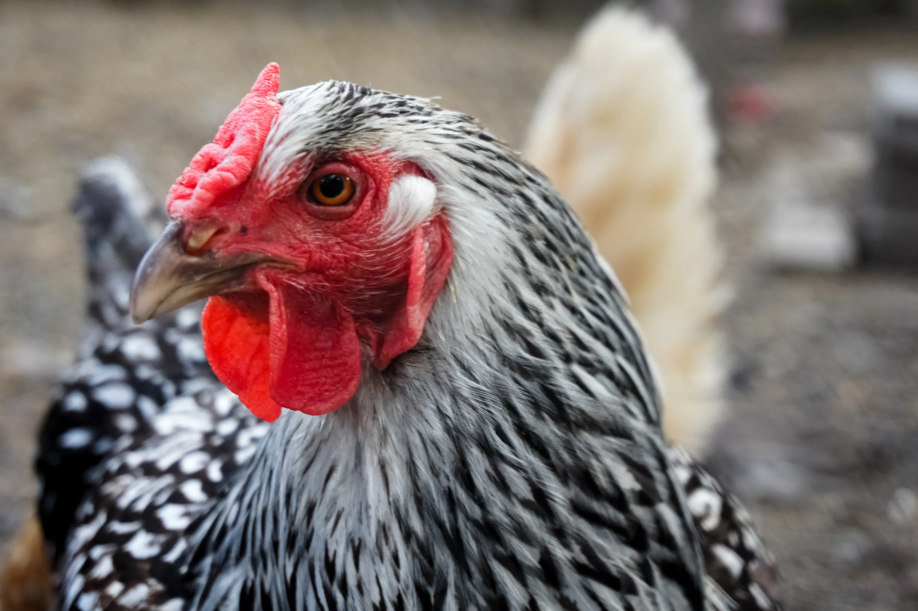 Chickens (in colour)