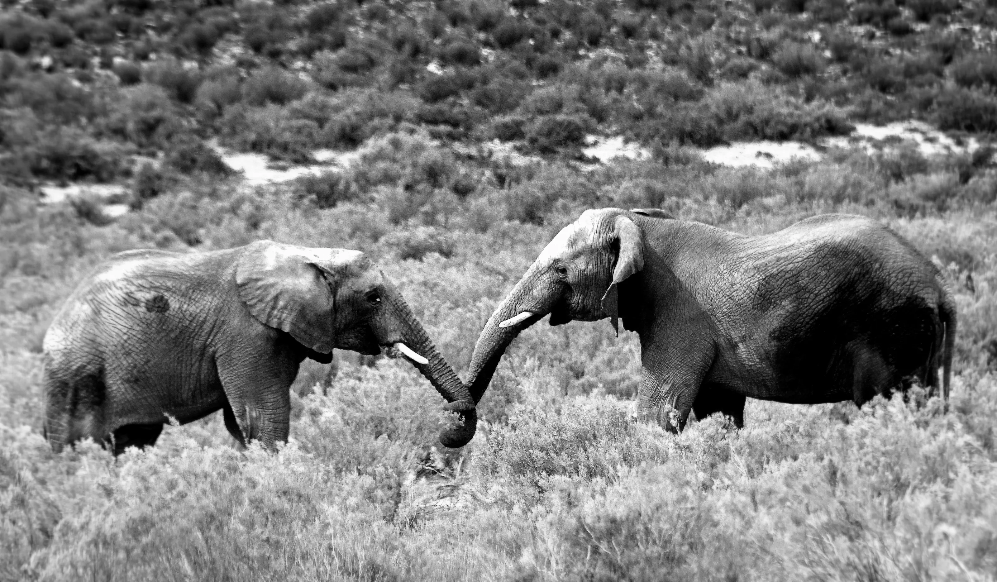 Elephants (no people)