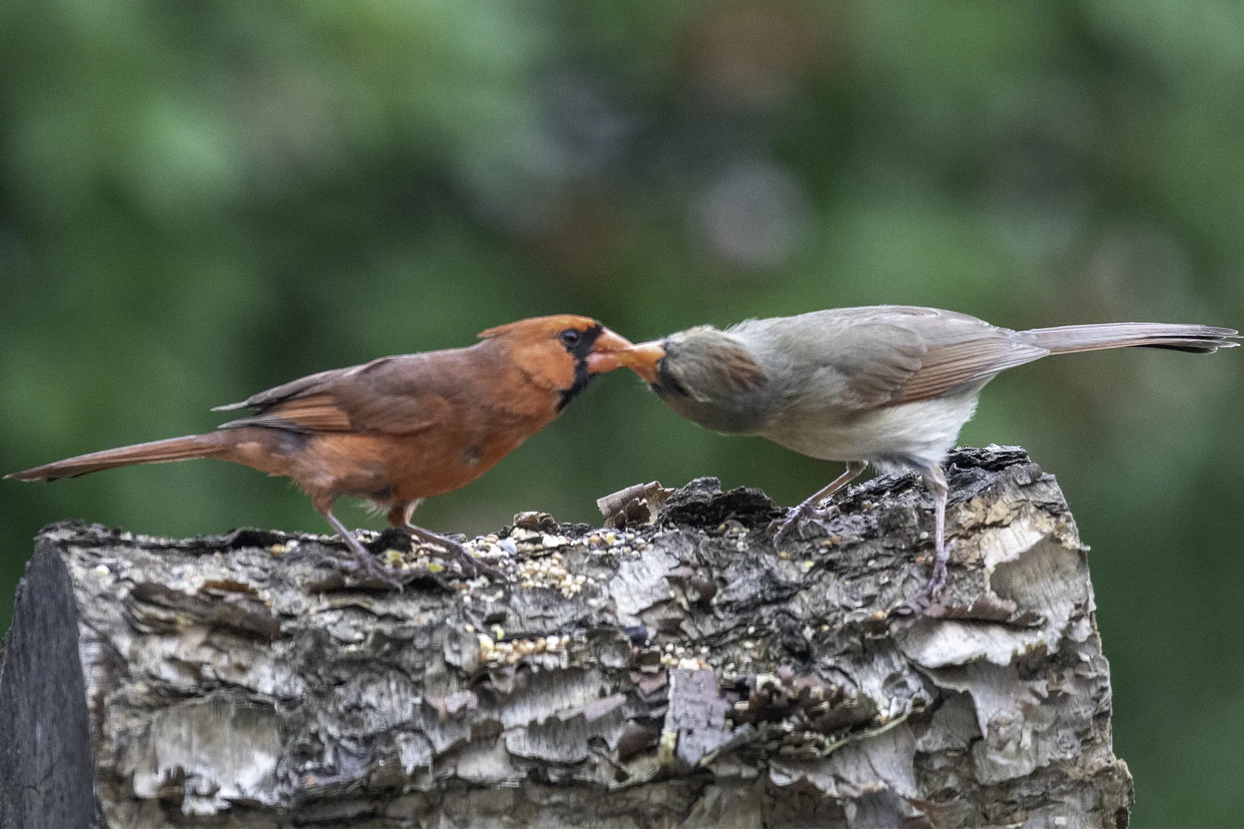 Cardinal Birds (in colour)