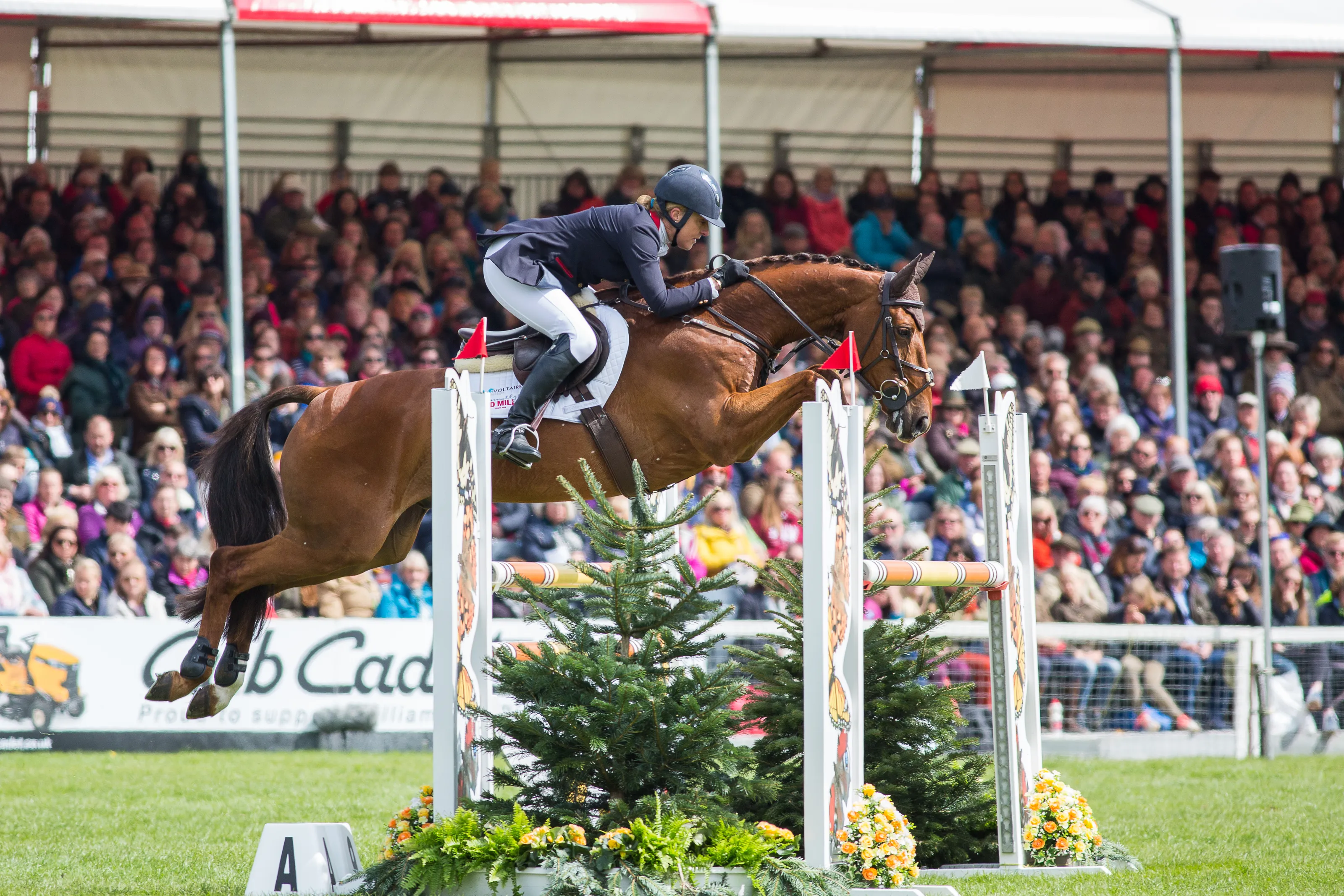 Horses in Competition