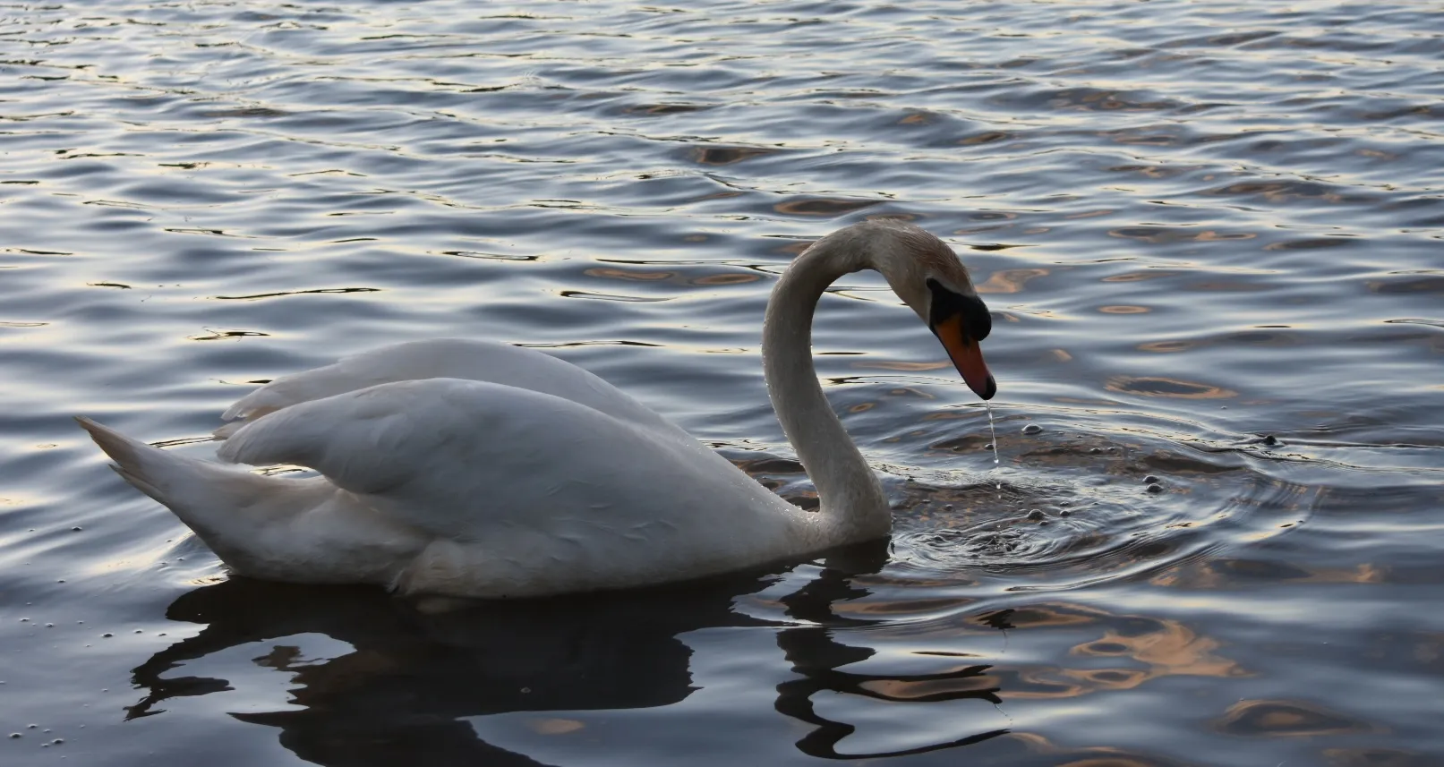Swans (no people)