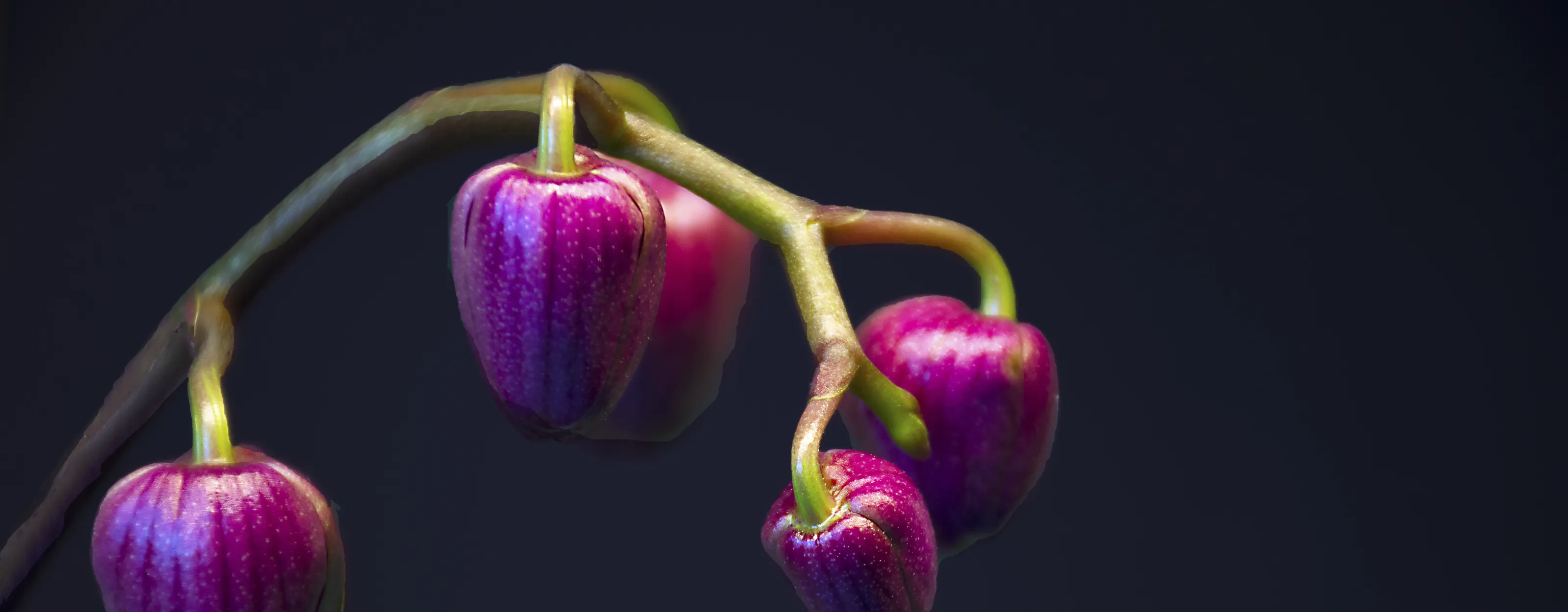 Buds