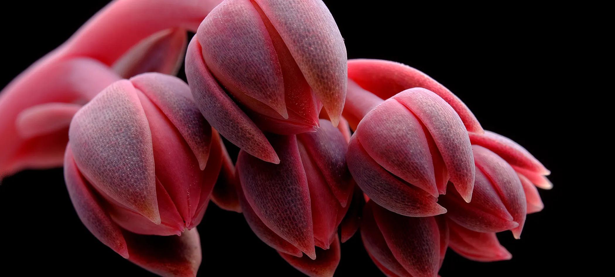 Buds