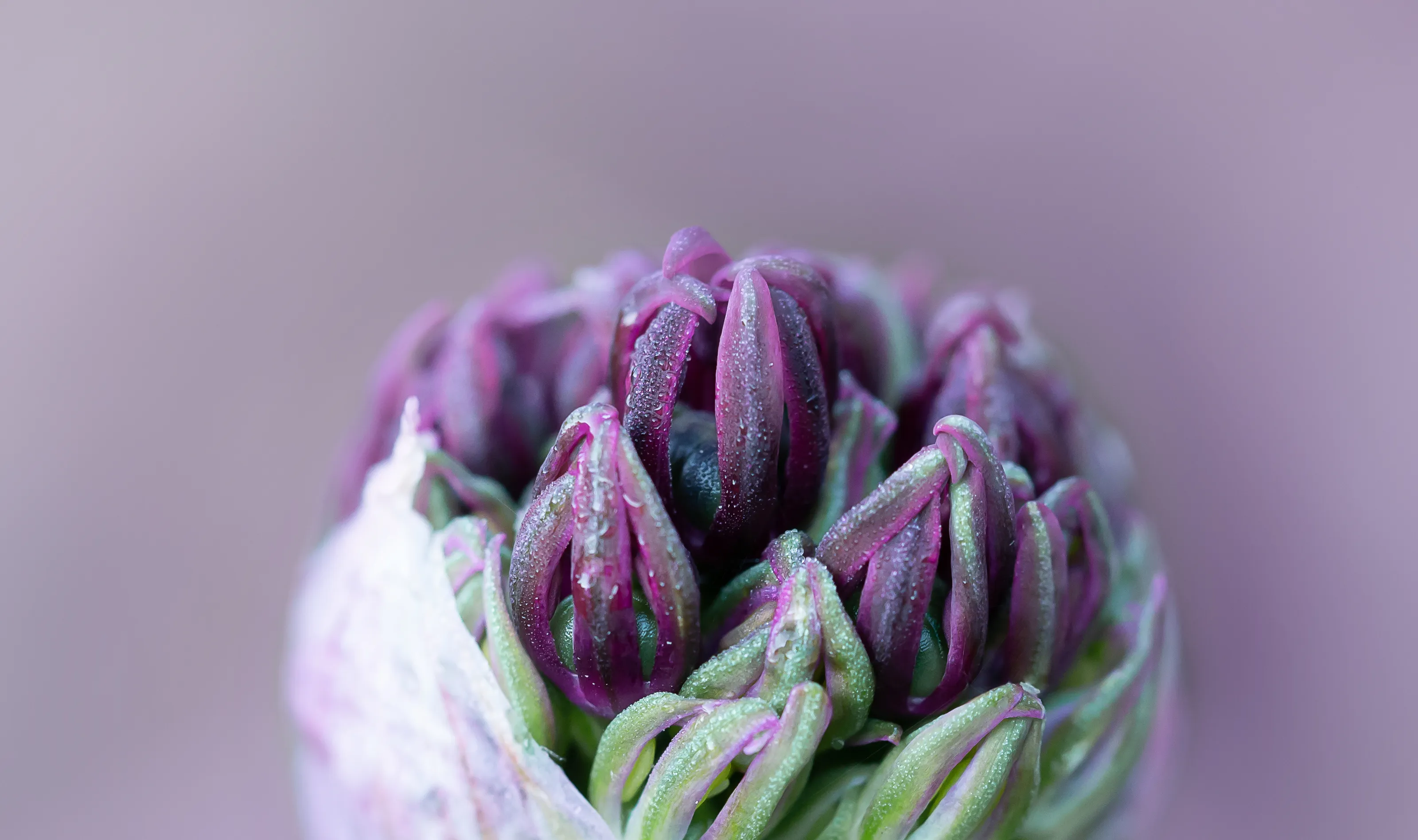 Buds