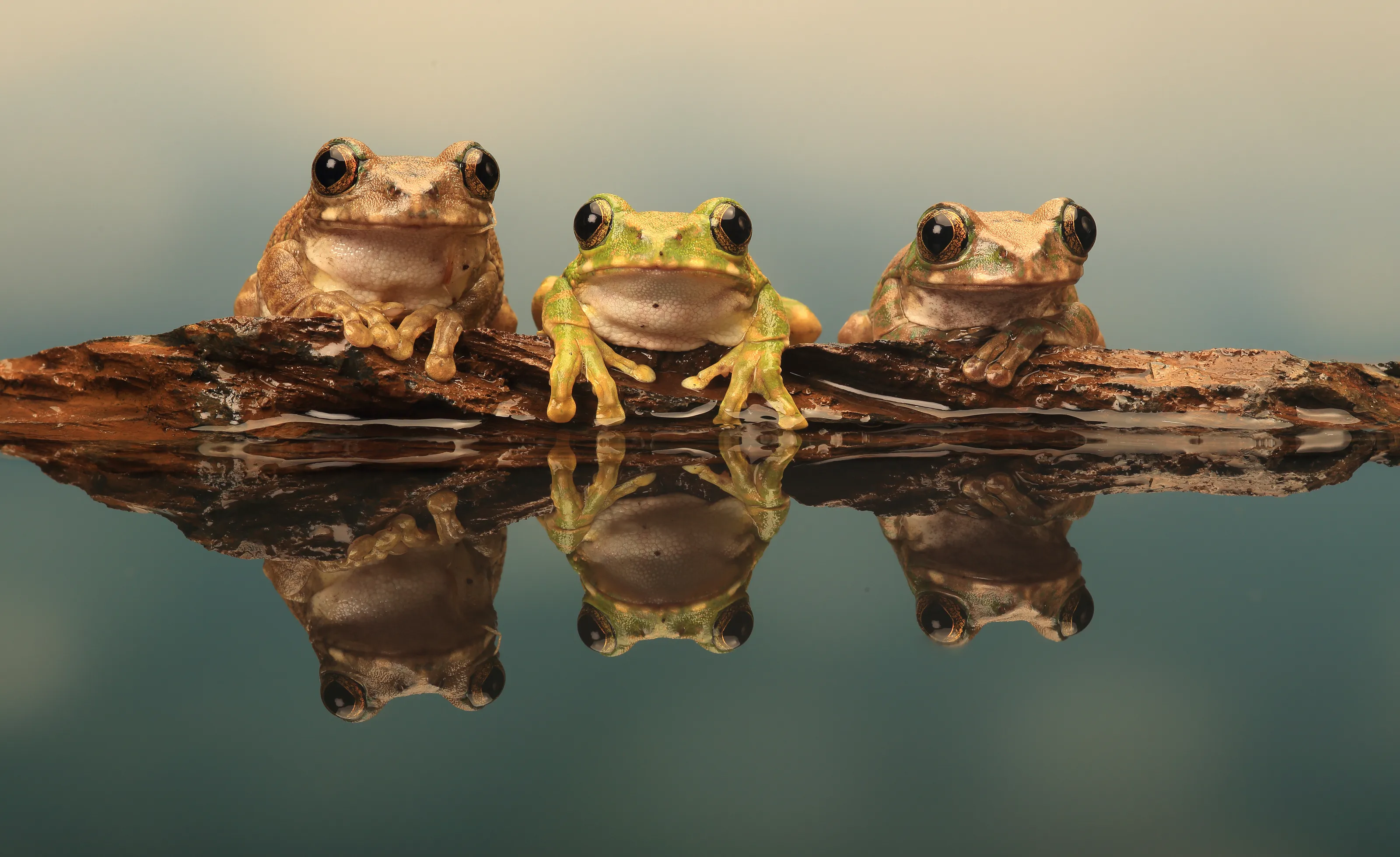 Amphibians