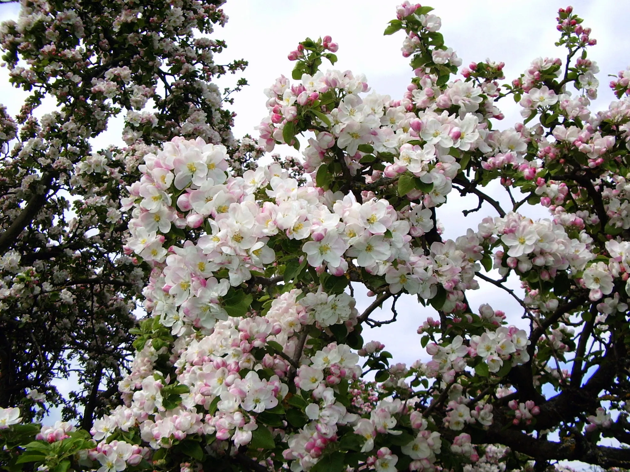 Blossom of Fruit Trees