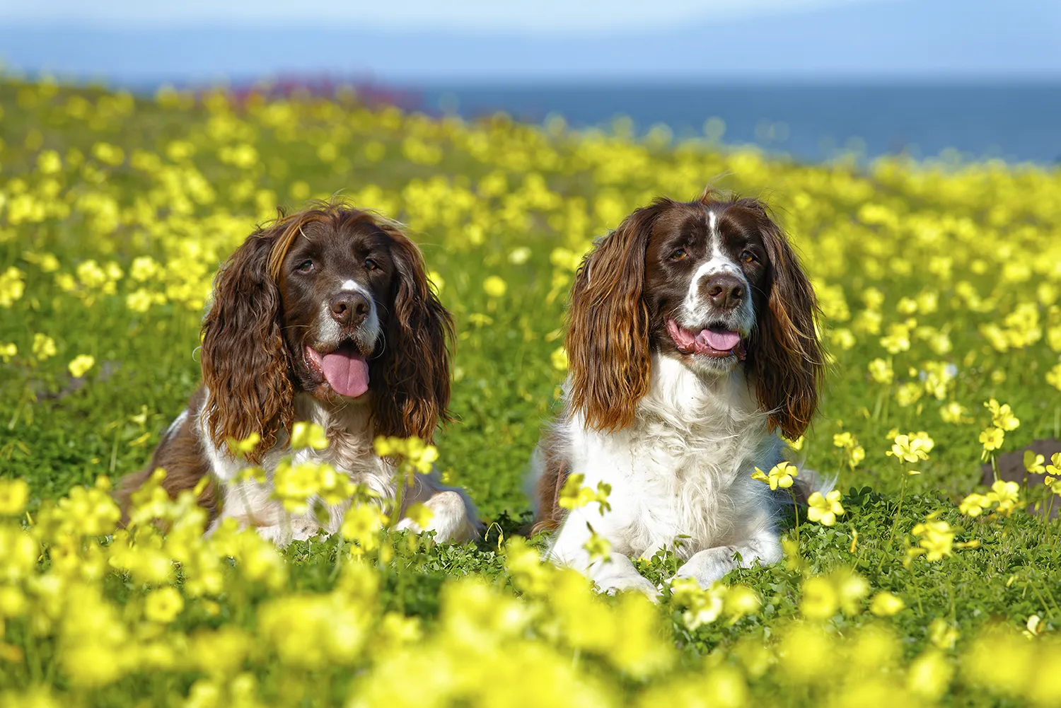 Springer Spaniels