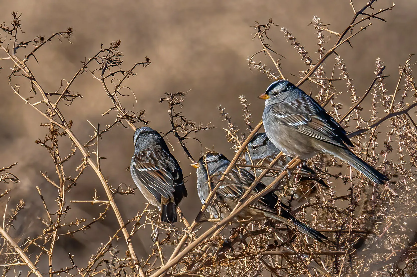 Common Birds