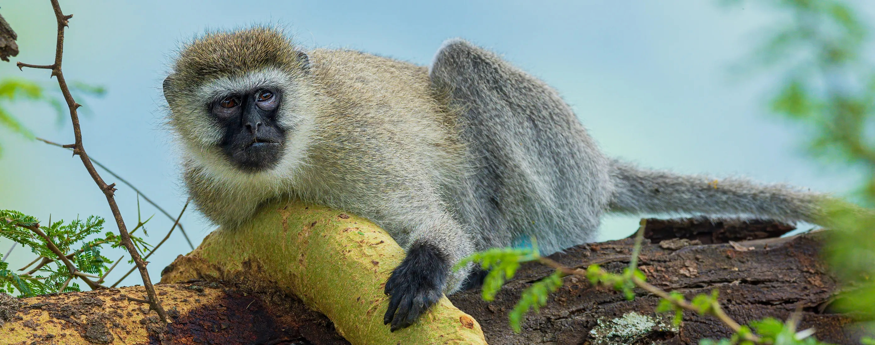 Primates (no humans)