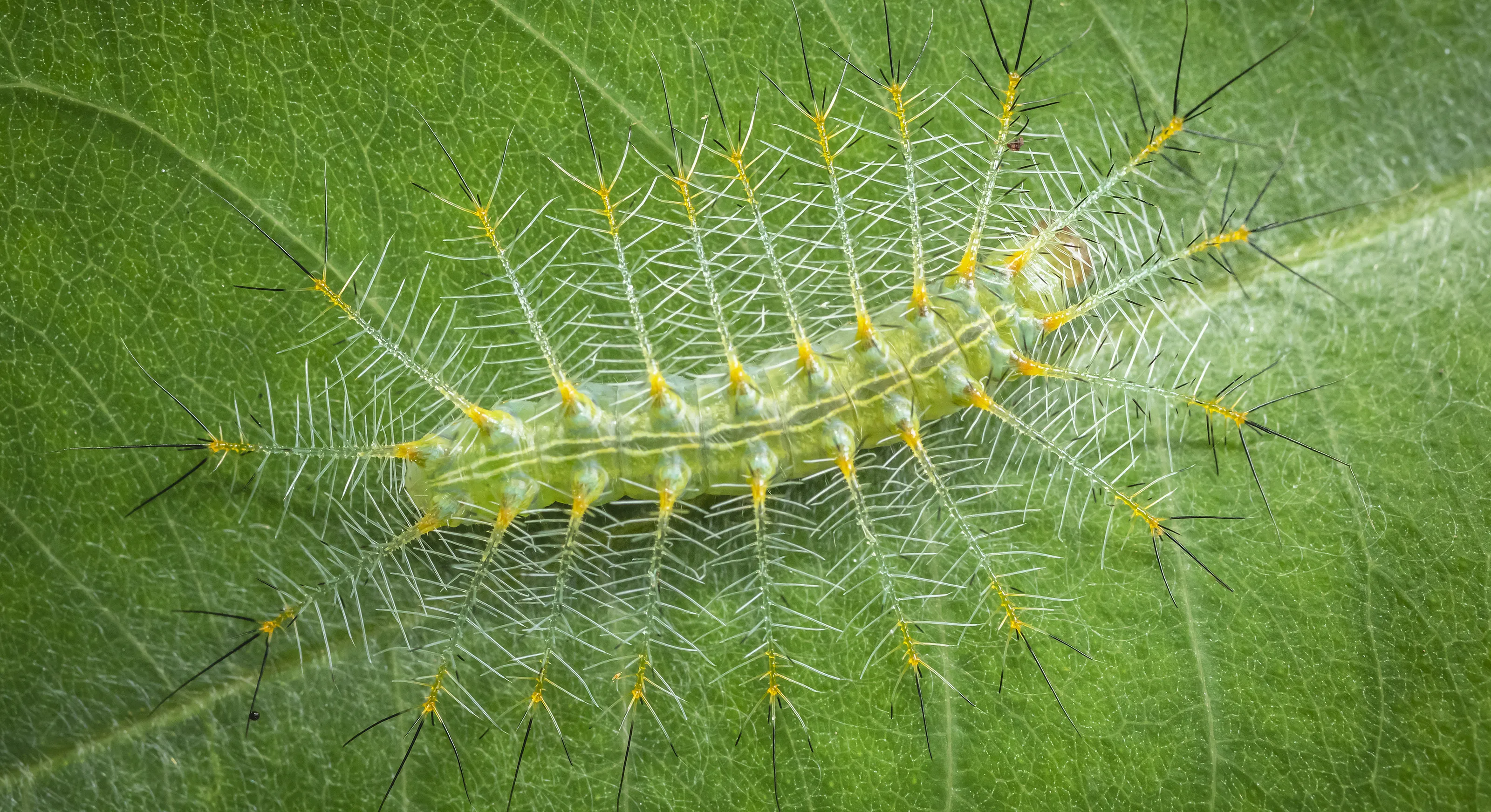 Macro wildlife