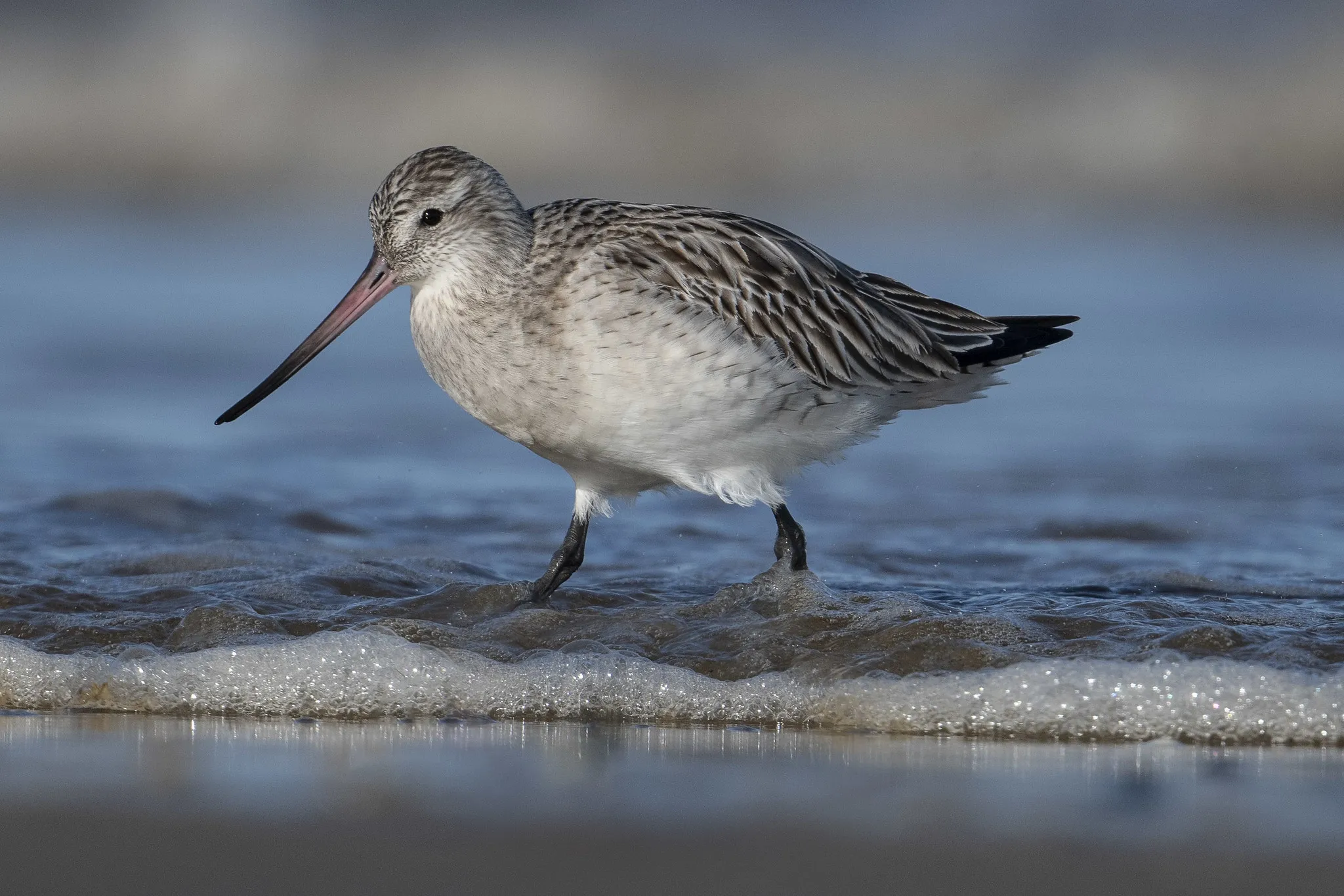Small Wading Birds