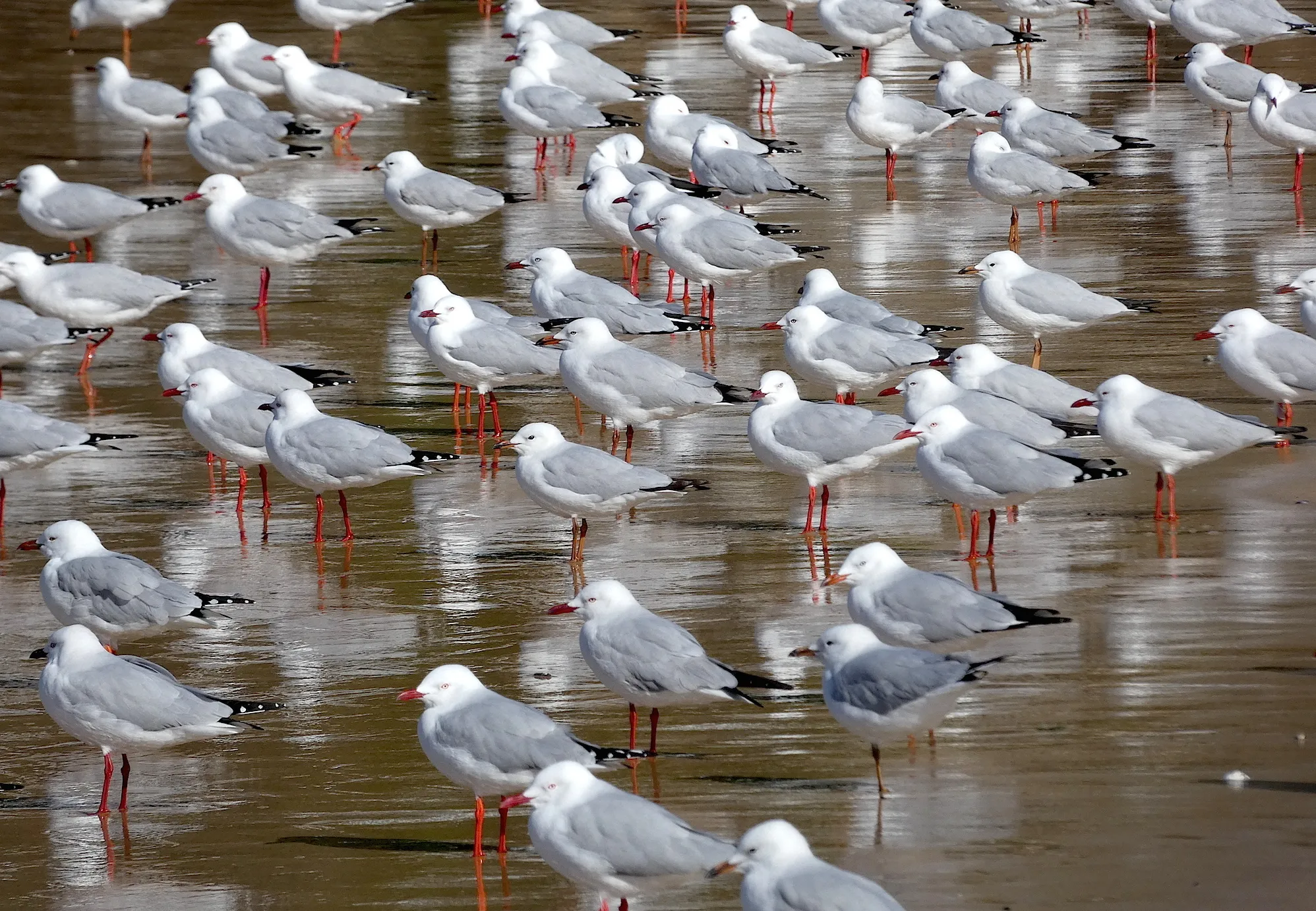 Seabirds