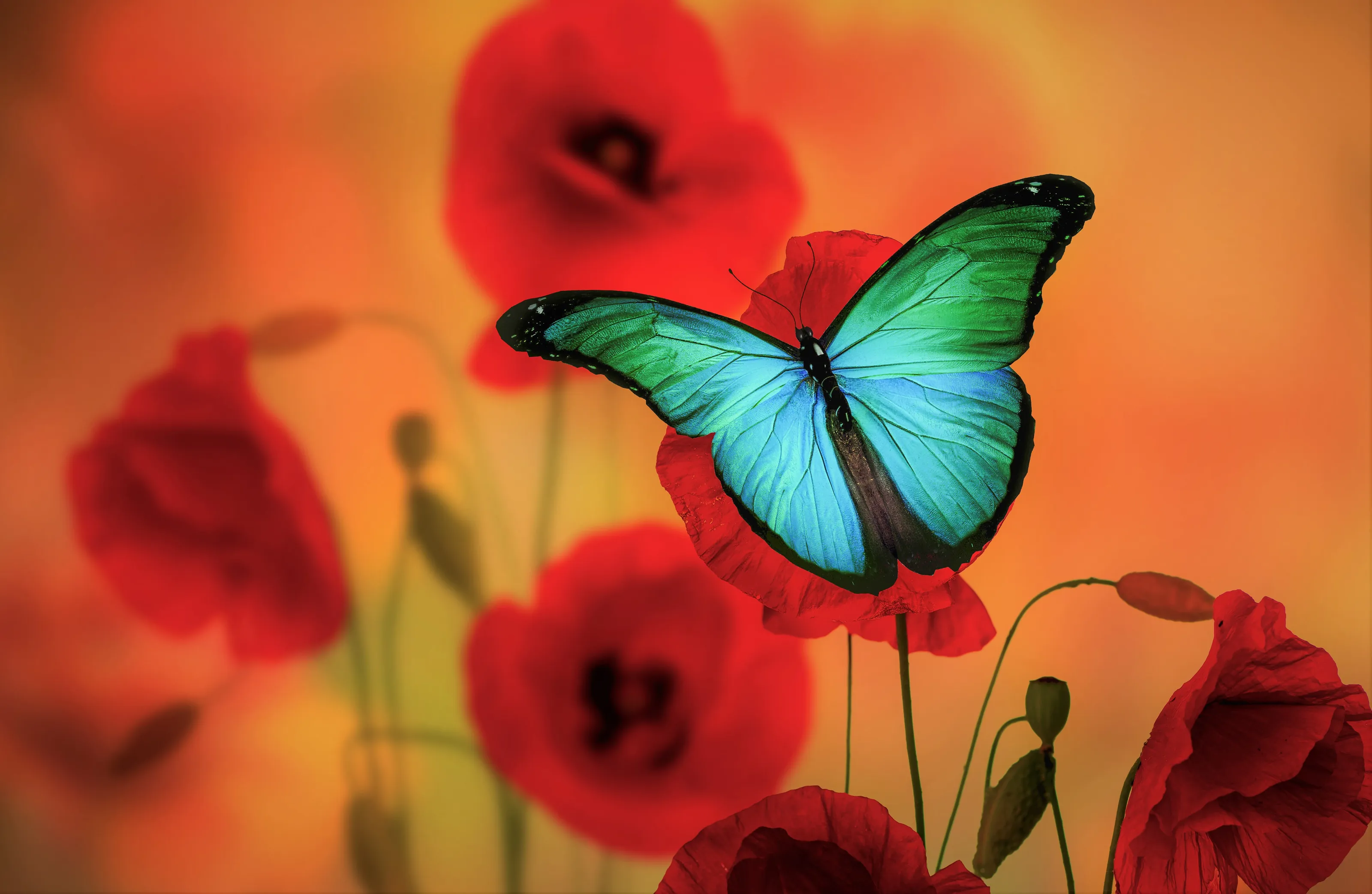 Animals in Colour-Contrasting Surroundings