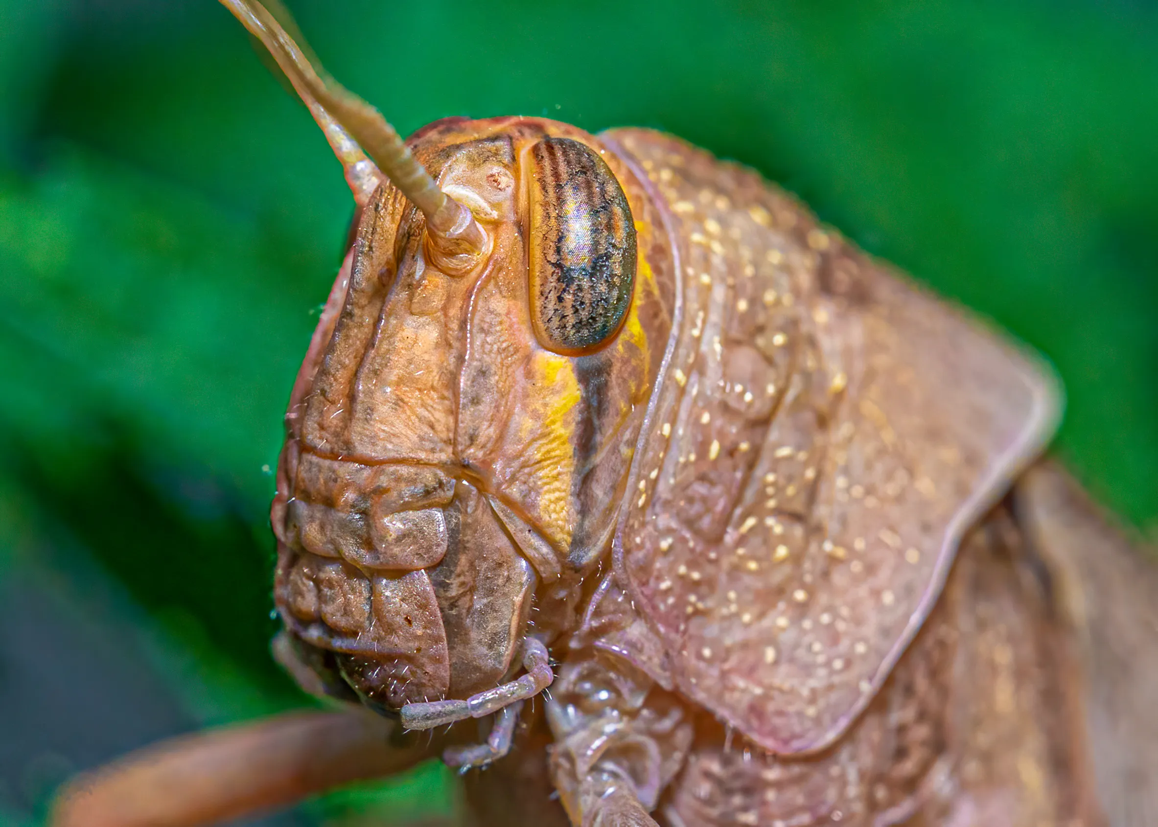 Insect Macro (extreme close-up)