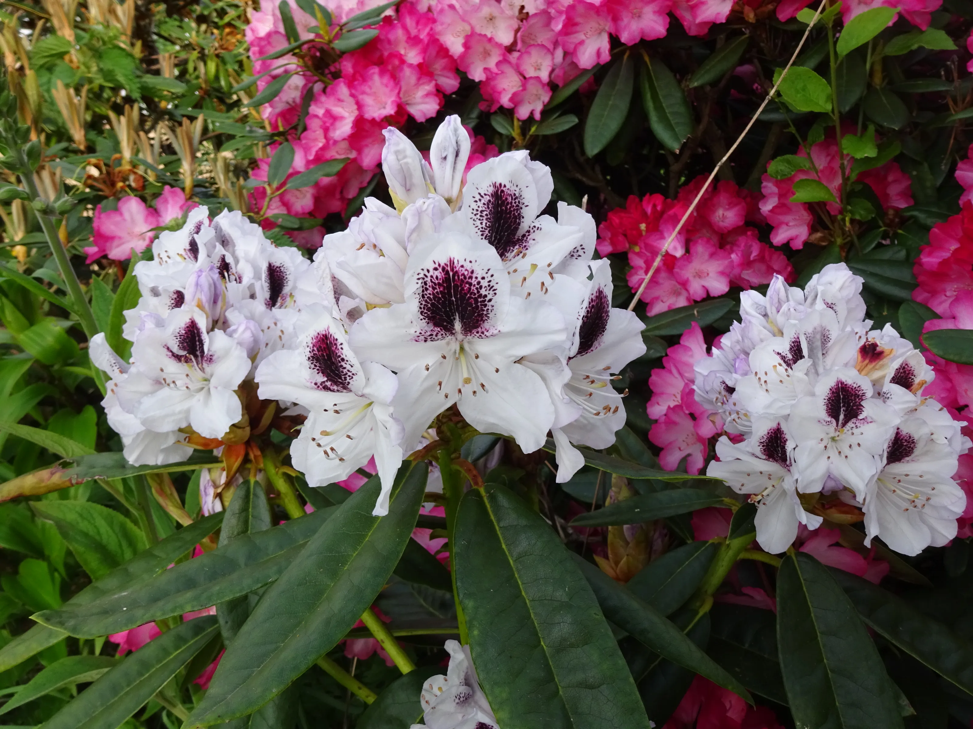 Flowering Shrubs