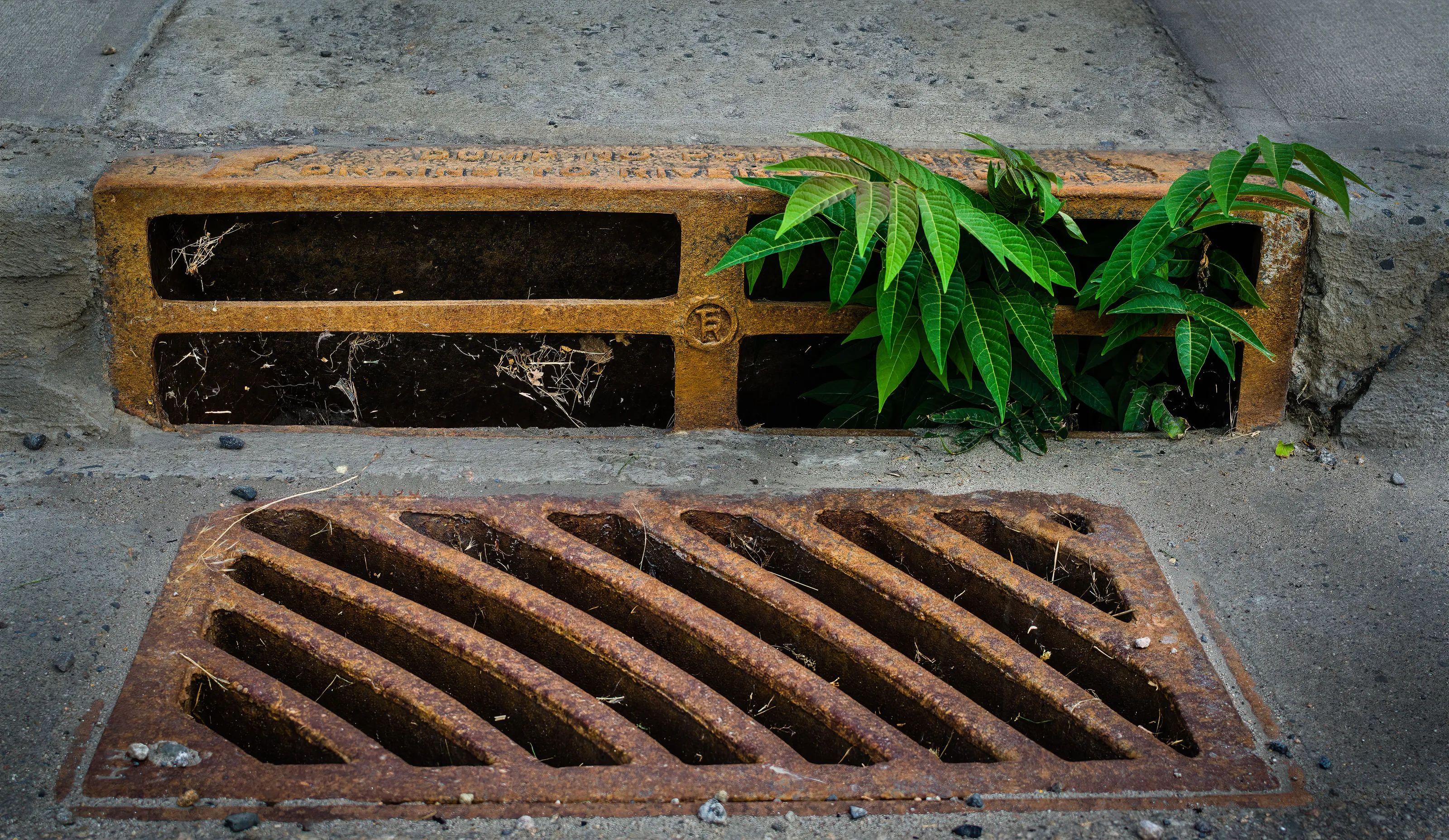Vulnerable Urban Plants (no people)