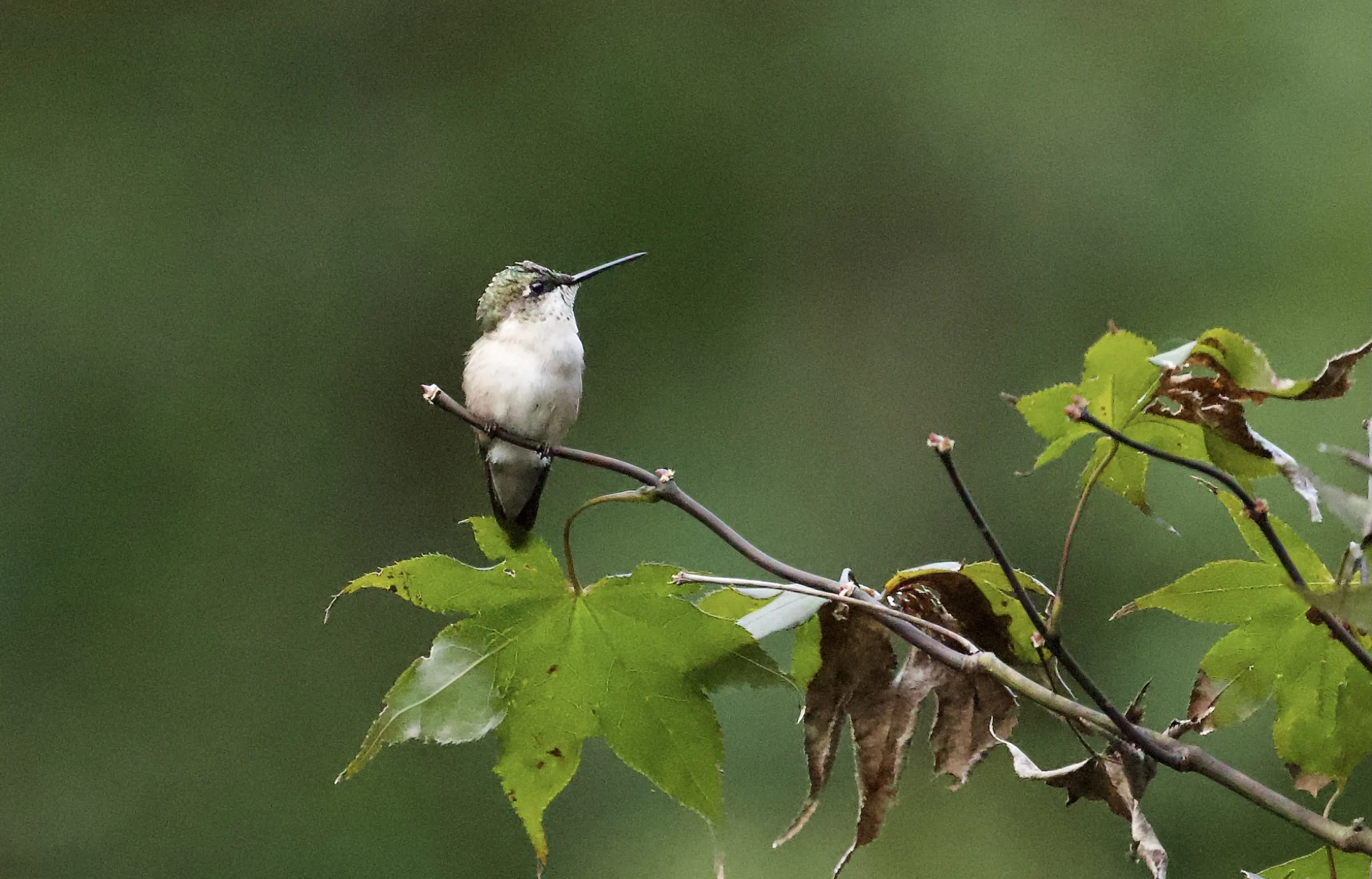 Hummingbirds