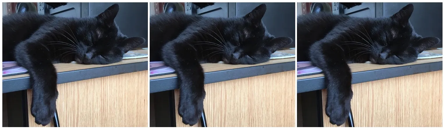 Pet Black Cats