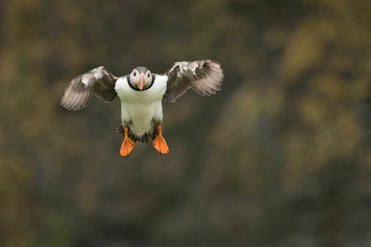 Puffins in Mid-Air
