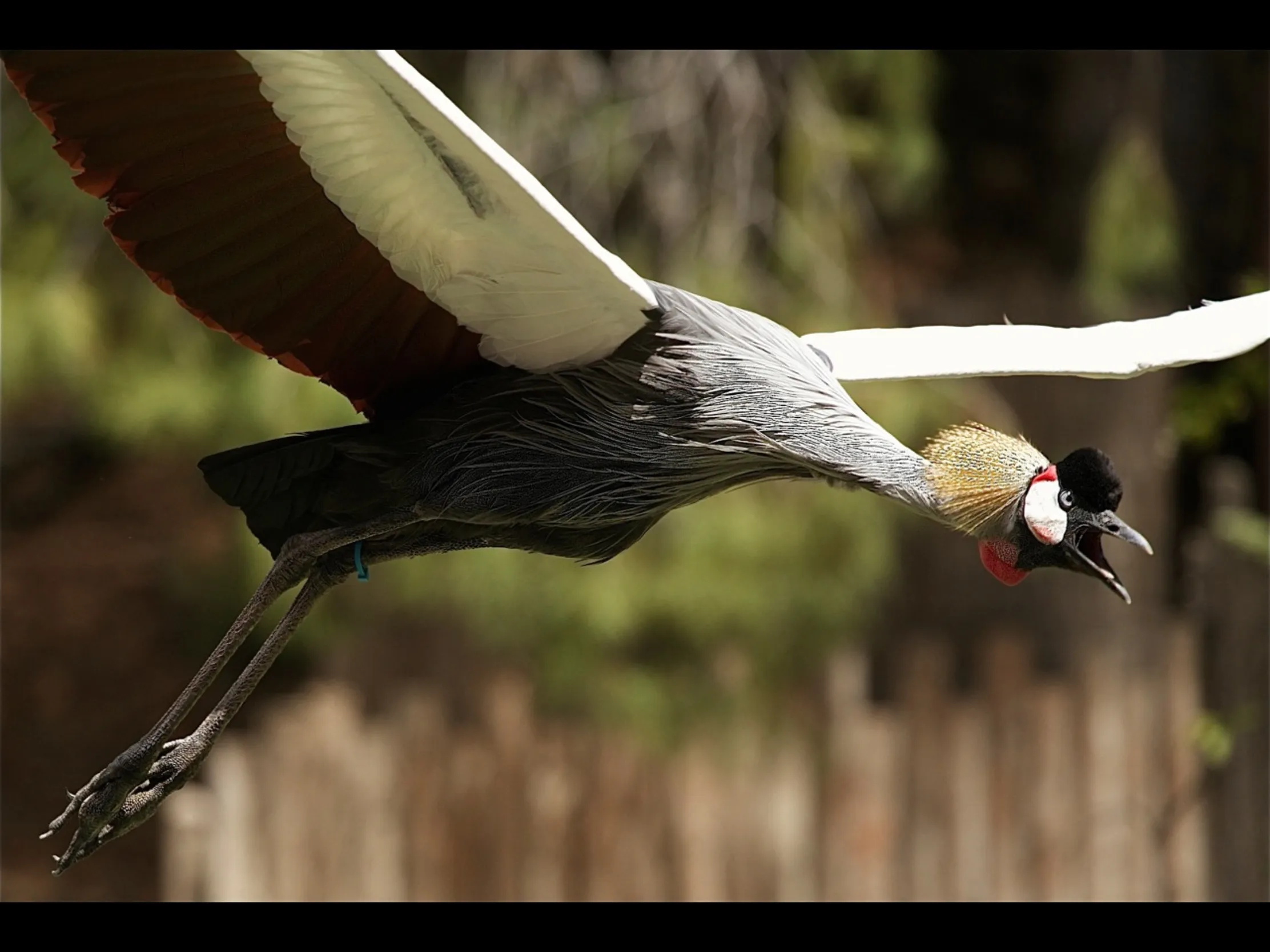Cranes (birds)