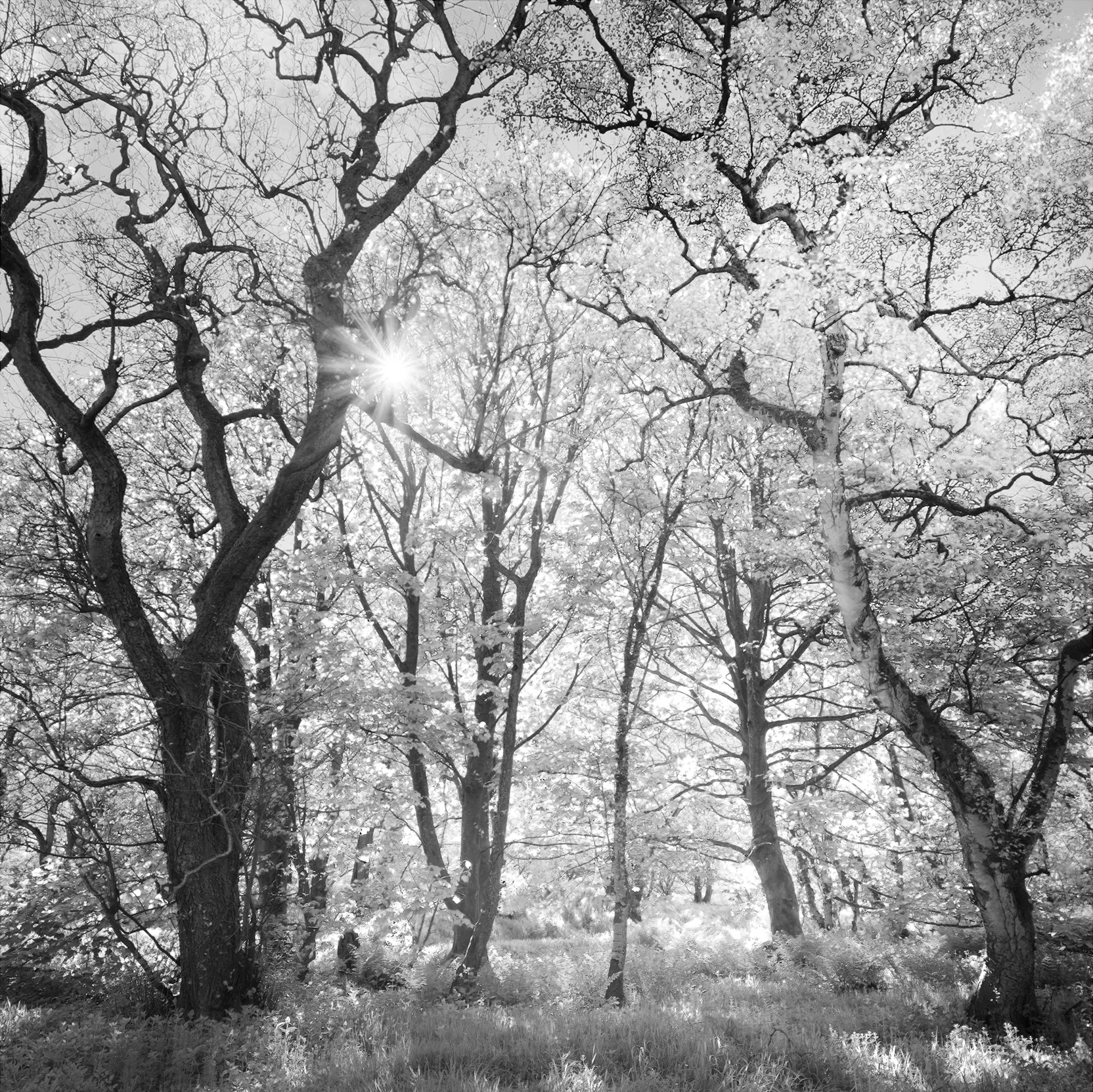Trees in Black and White