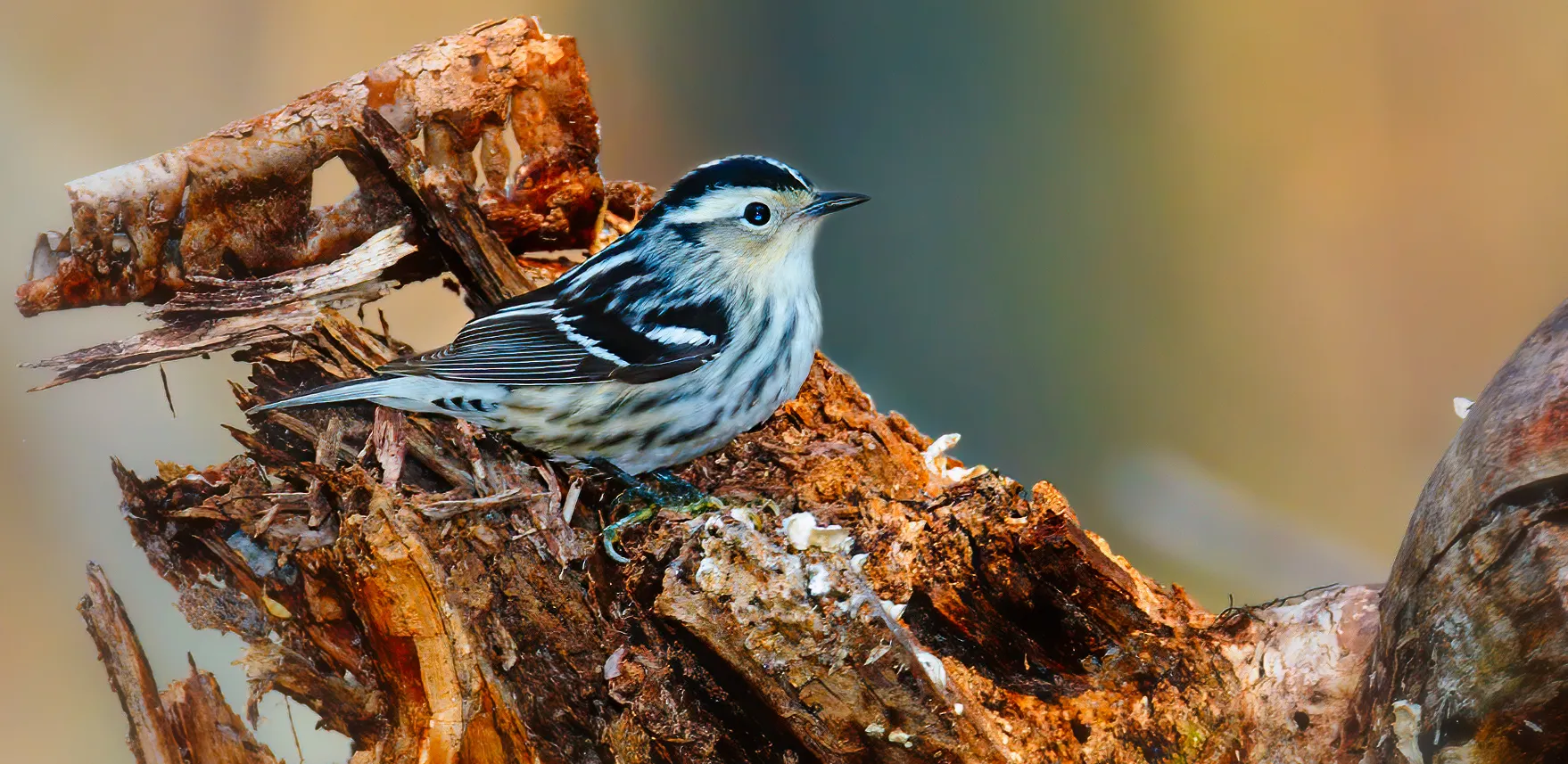 Warblers in Colour
