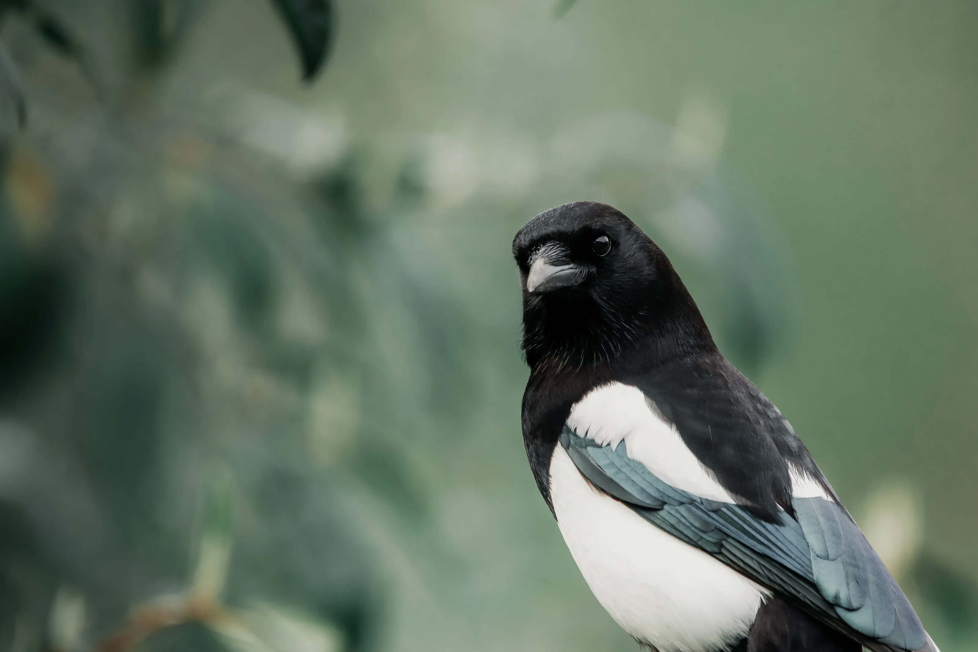 Magpies In Colour