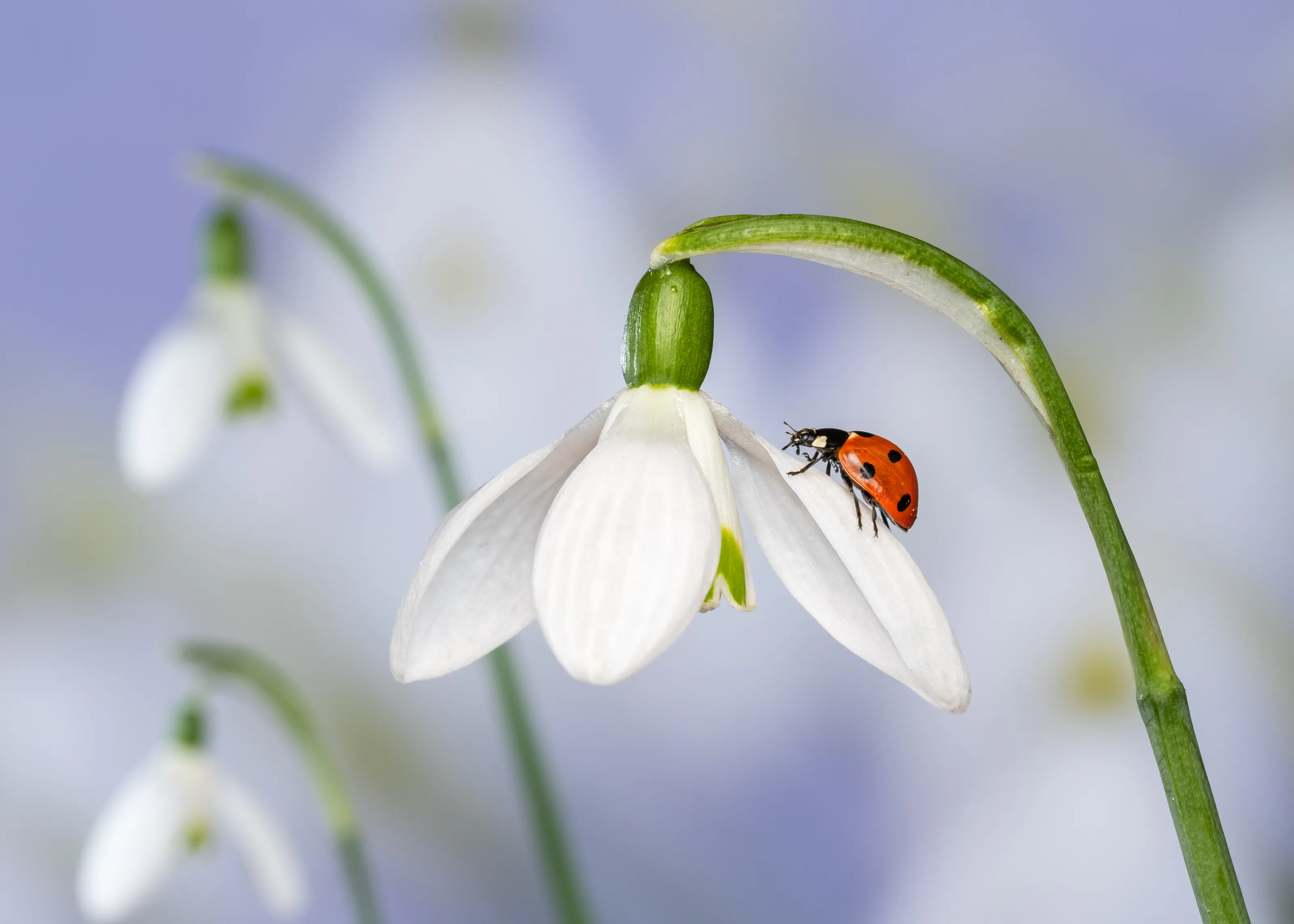 Insects on Flowers and Leaves (in colour)