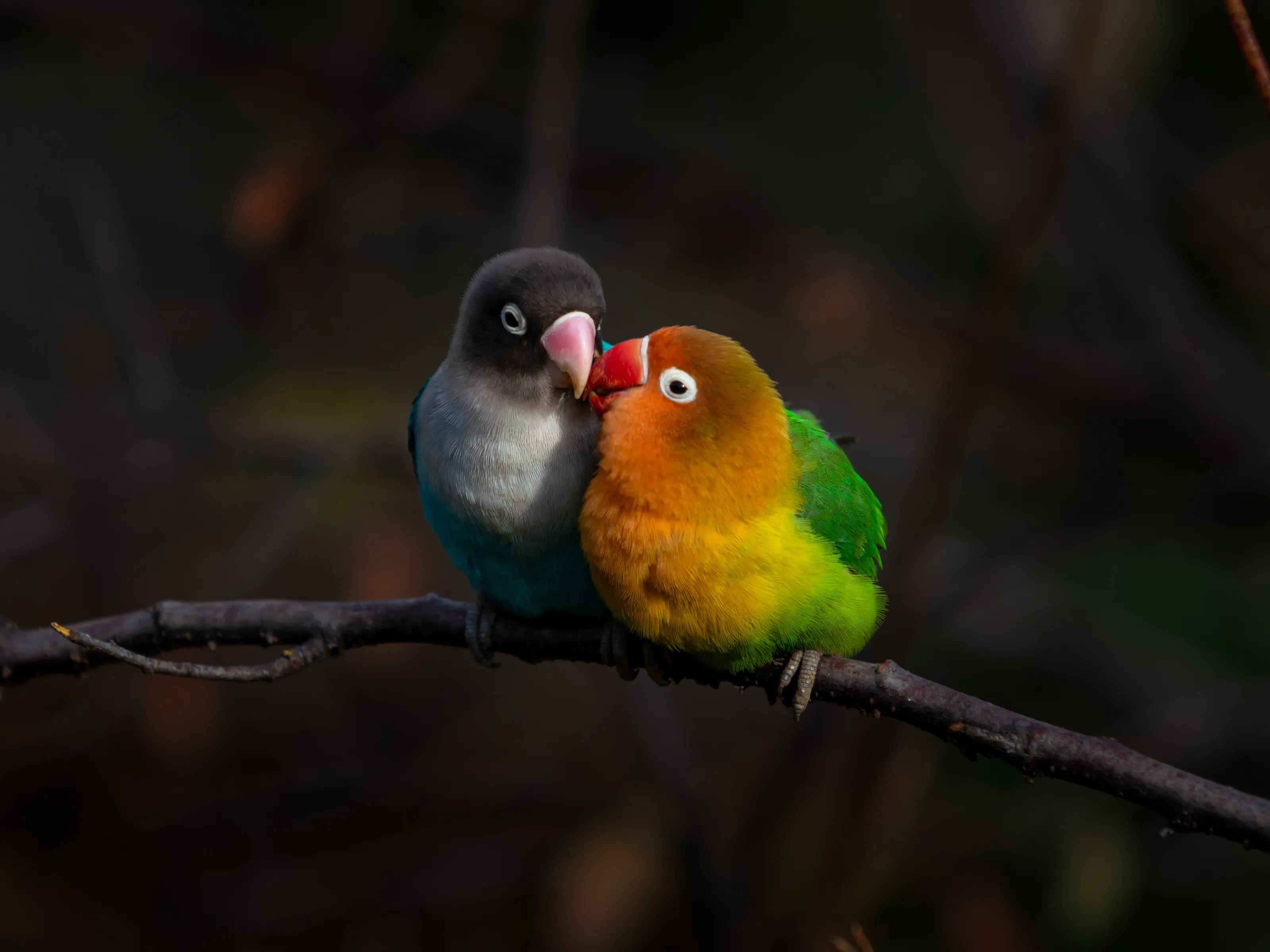 Parrots