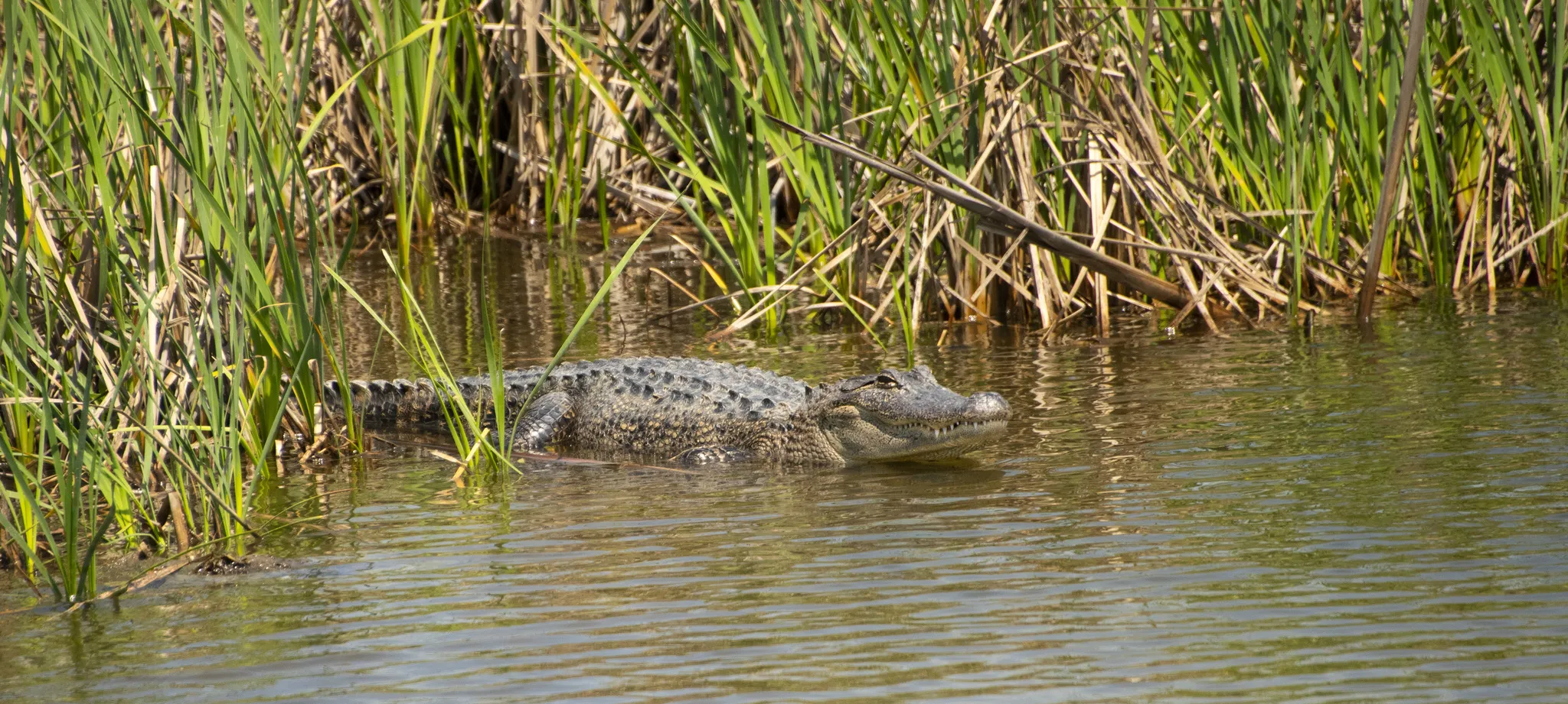 Crocodilians in the Wild