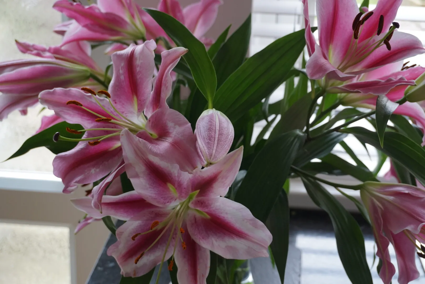 Lilies
