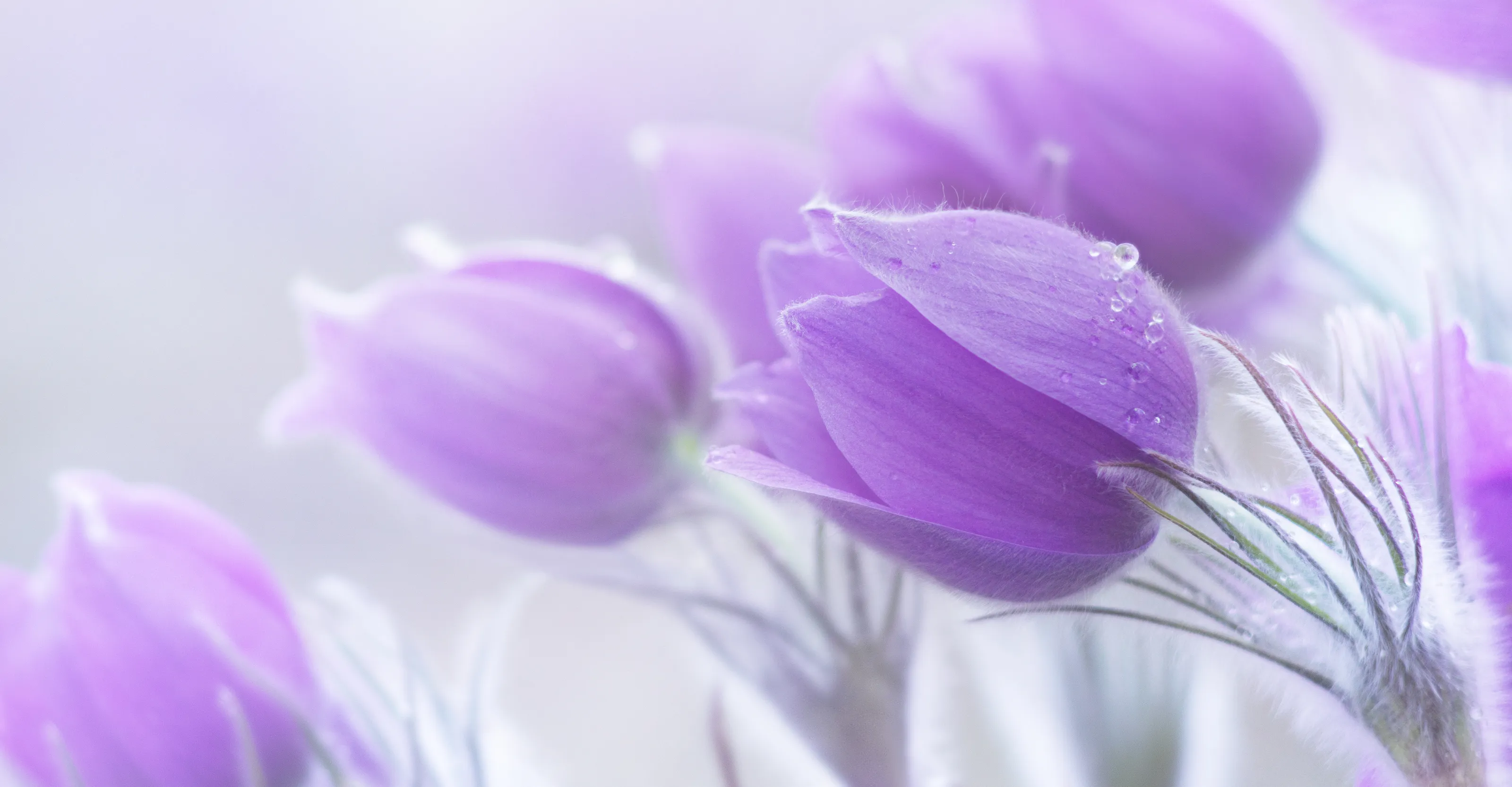 Spring flowers