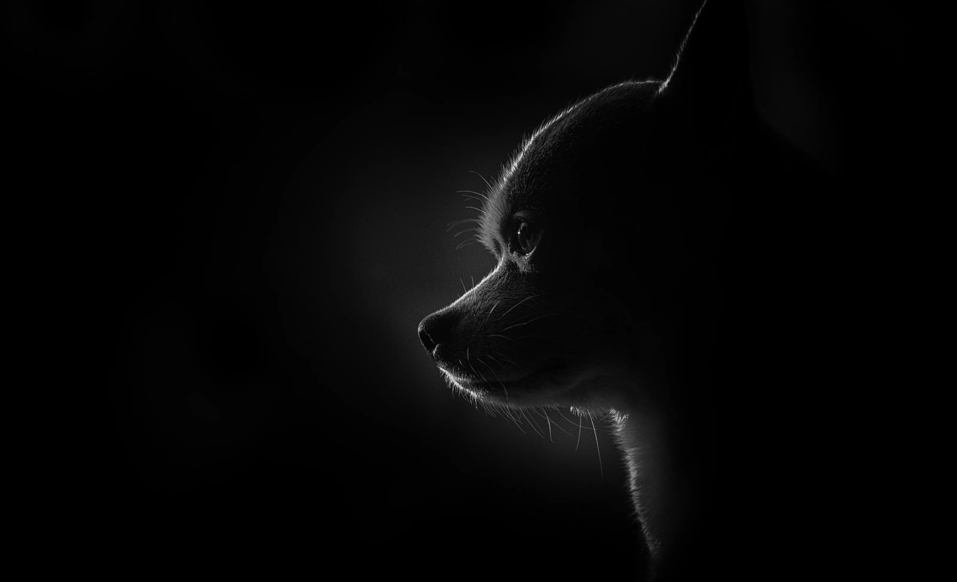Pet portraits in black and white