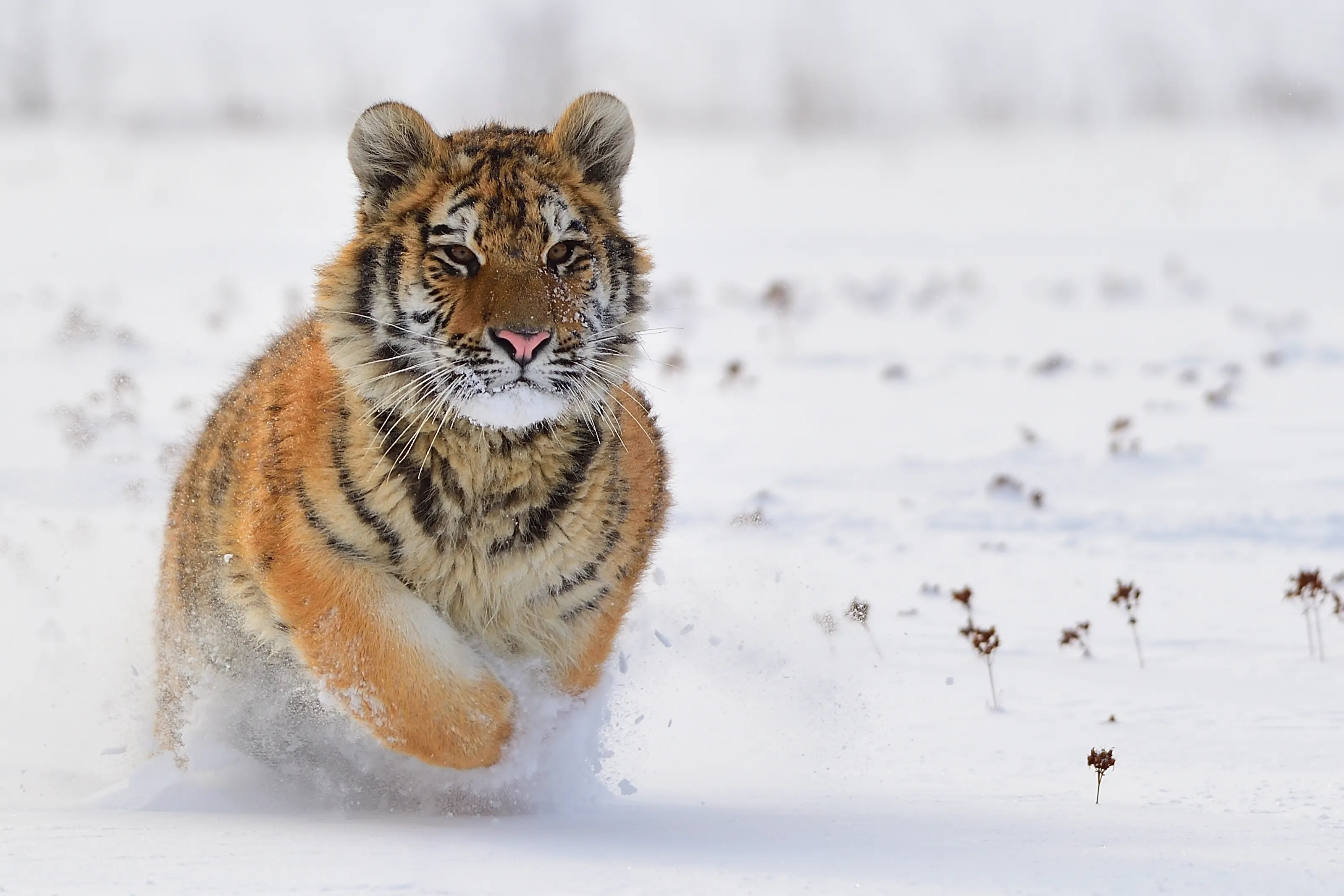Big Cats (no people)