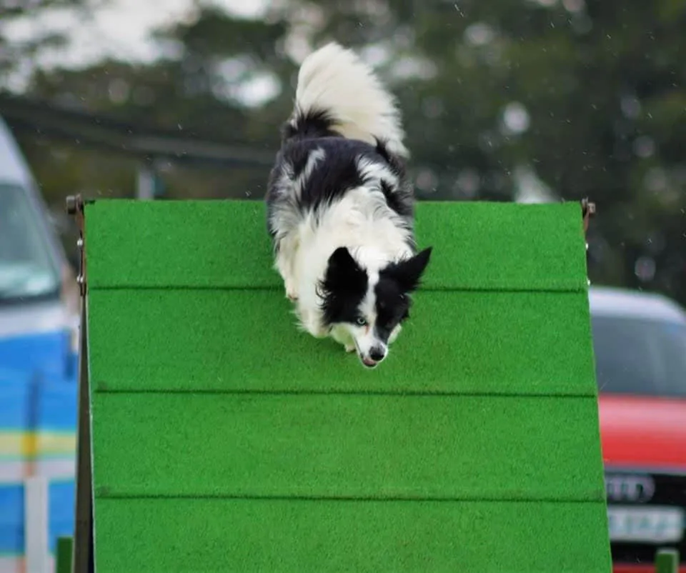 Agility Dogs