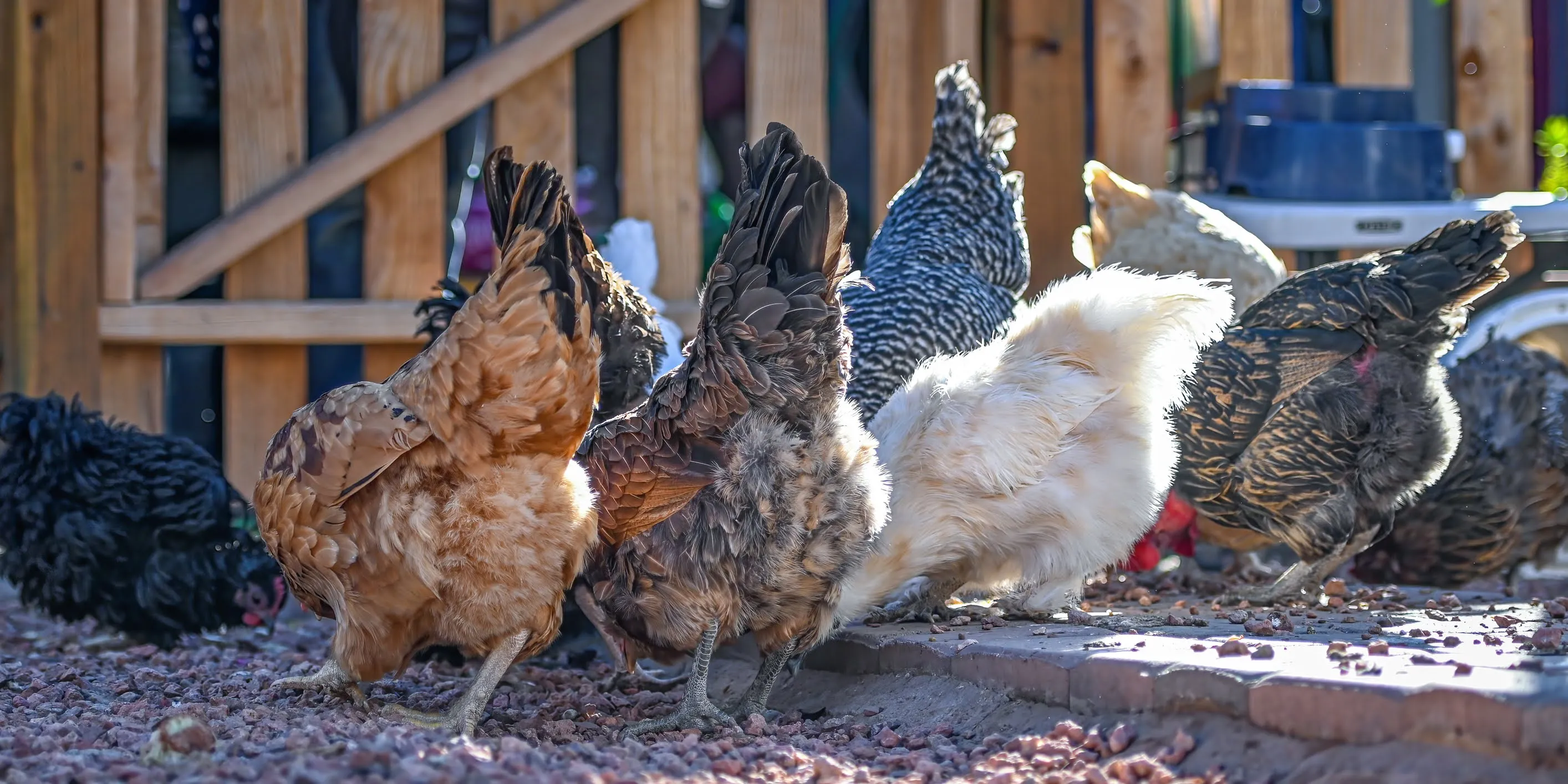 Chickens Only