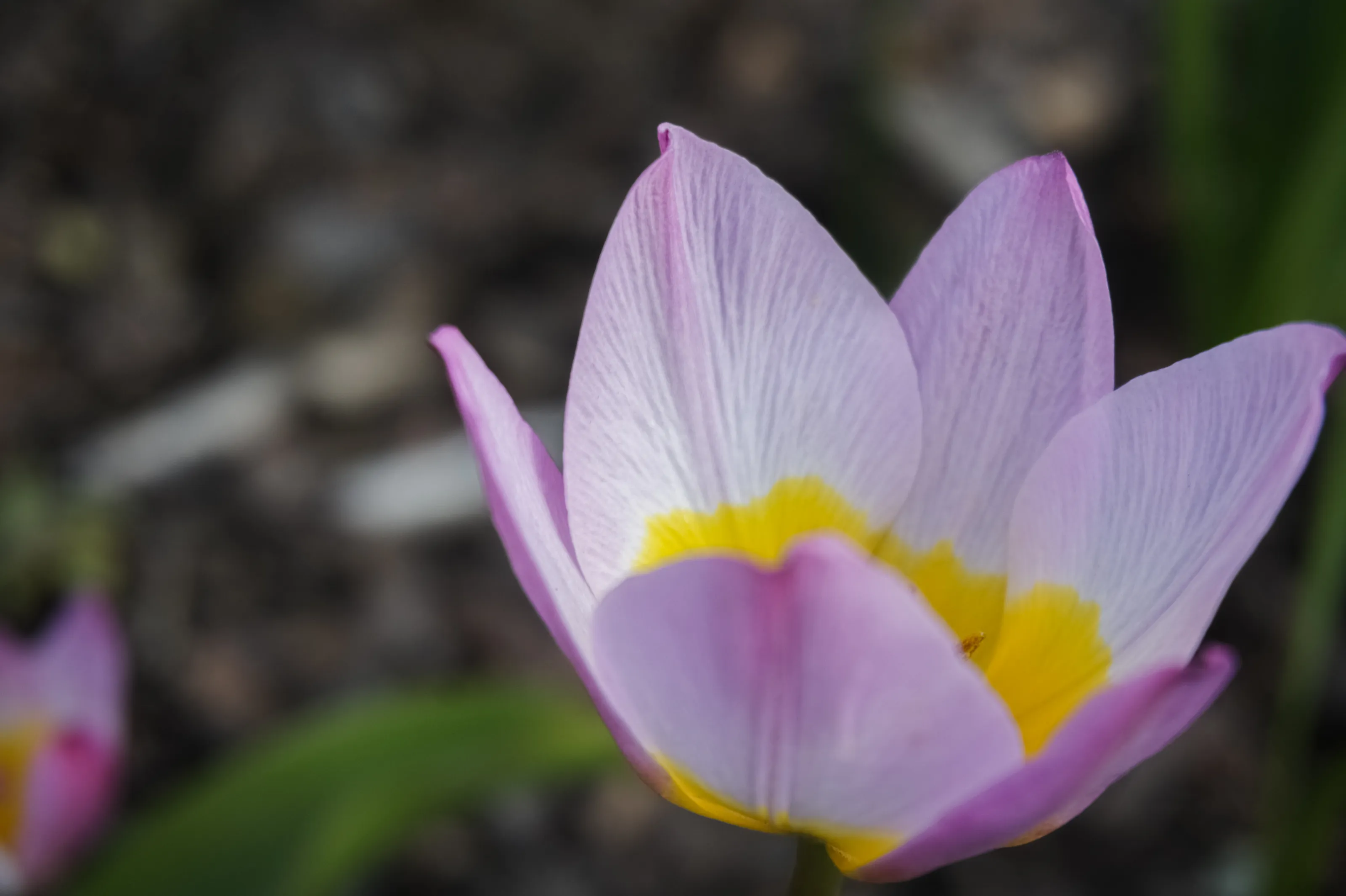 Purple and Yellow Flowers