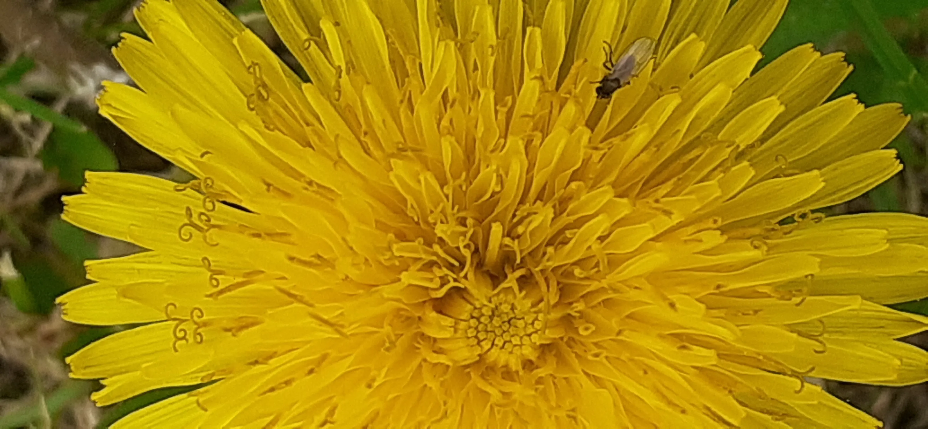 Dandelions in Colour (no people)
